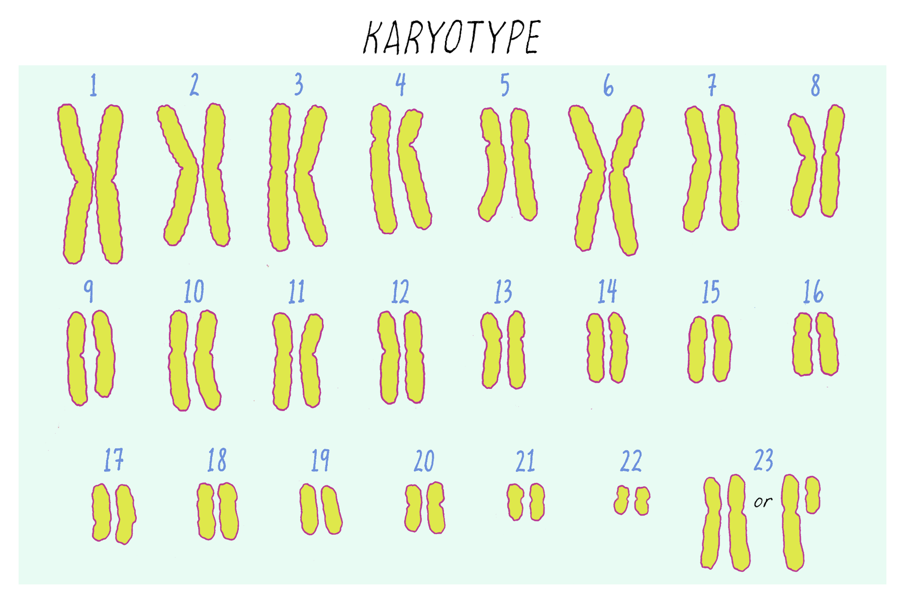 BioDictionary Graphics & descriptions of biological terms
