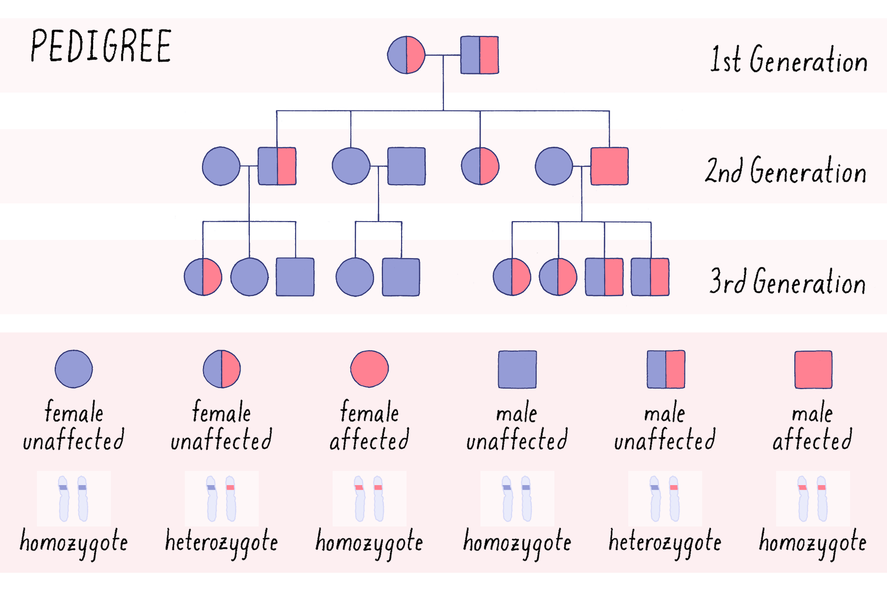 BioDictionary Graphics Descriptions Of Biological Terms