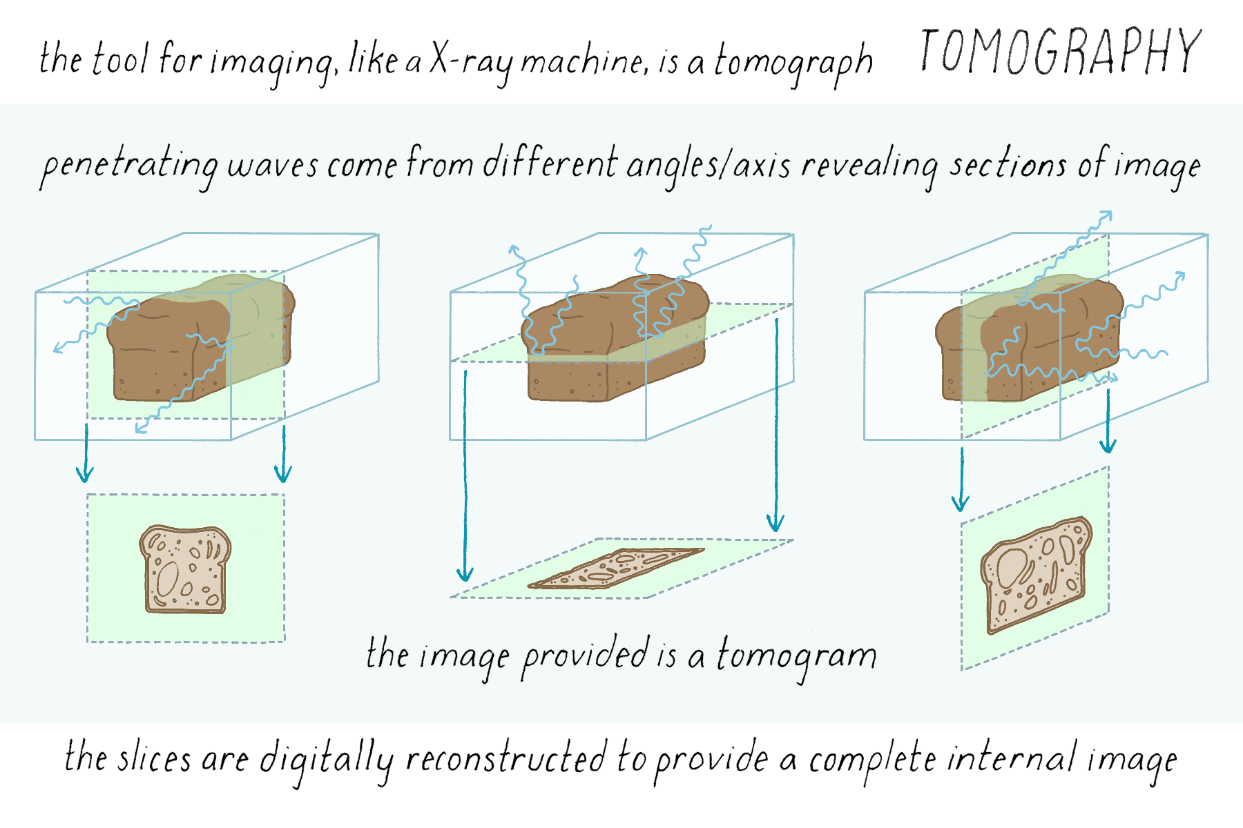 BioDictionary | Graphics & descriptions of biological terms
