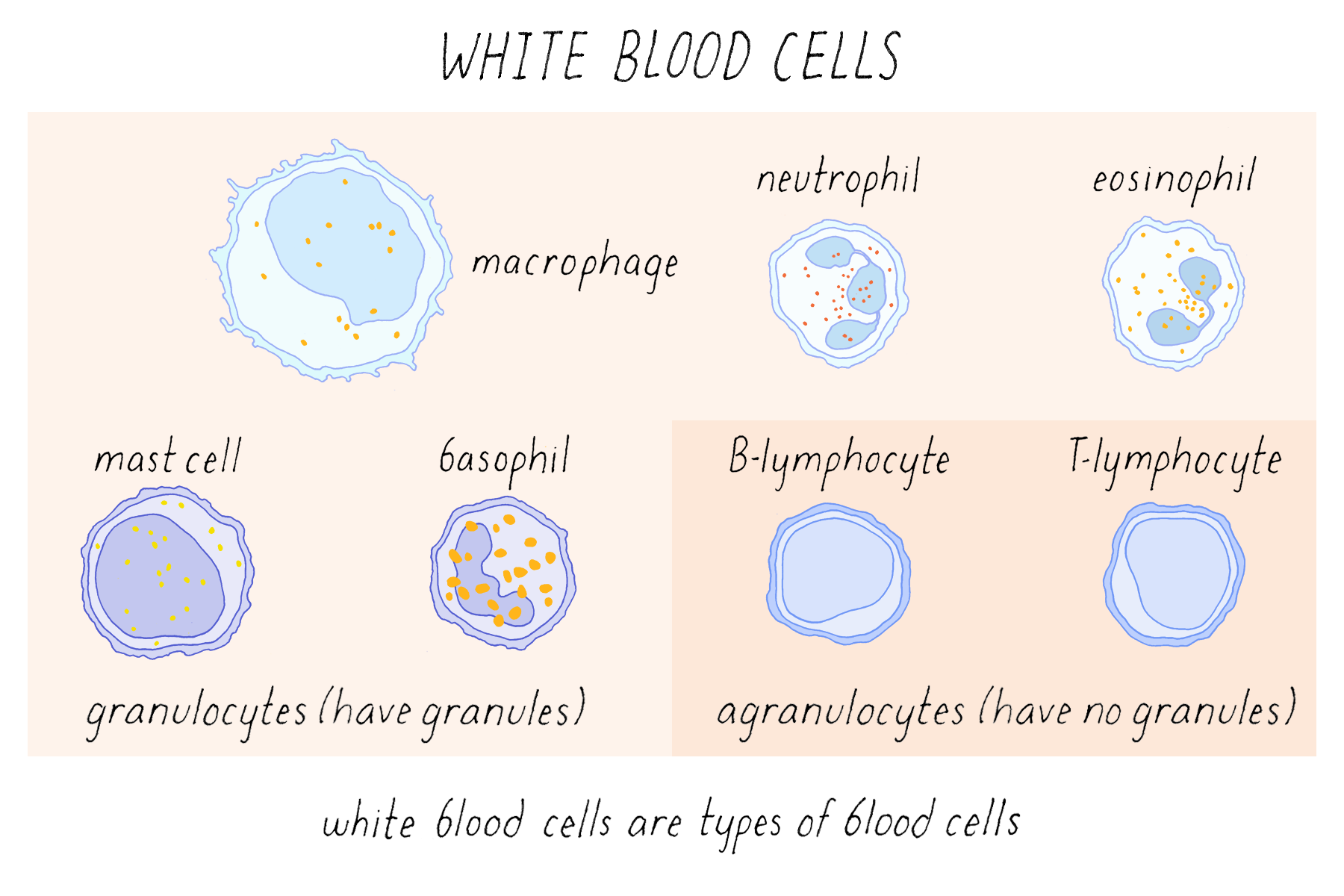 White Blood Cells Diagram Labelled Red Blood Cells And White Blood