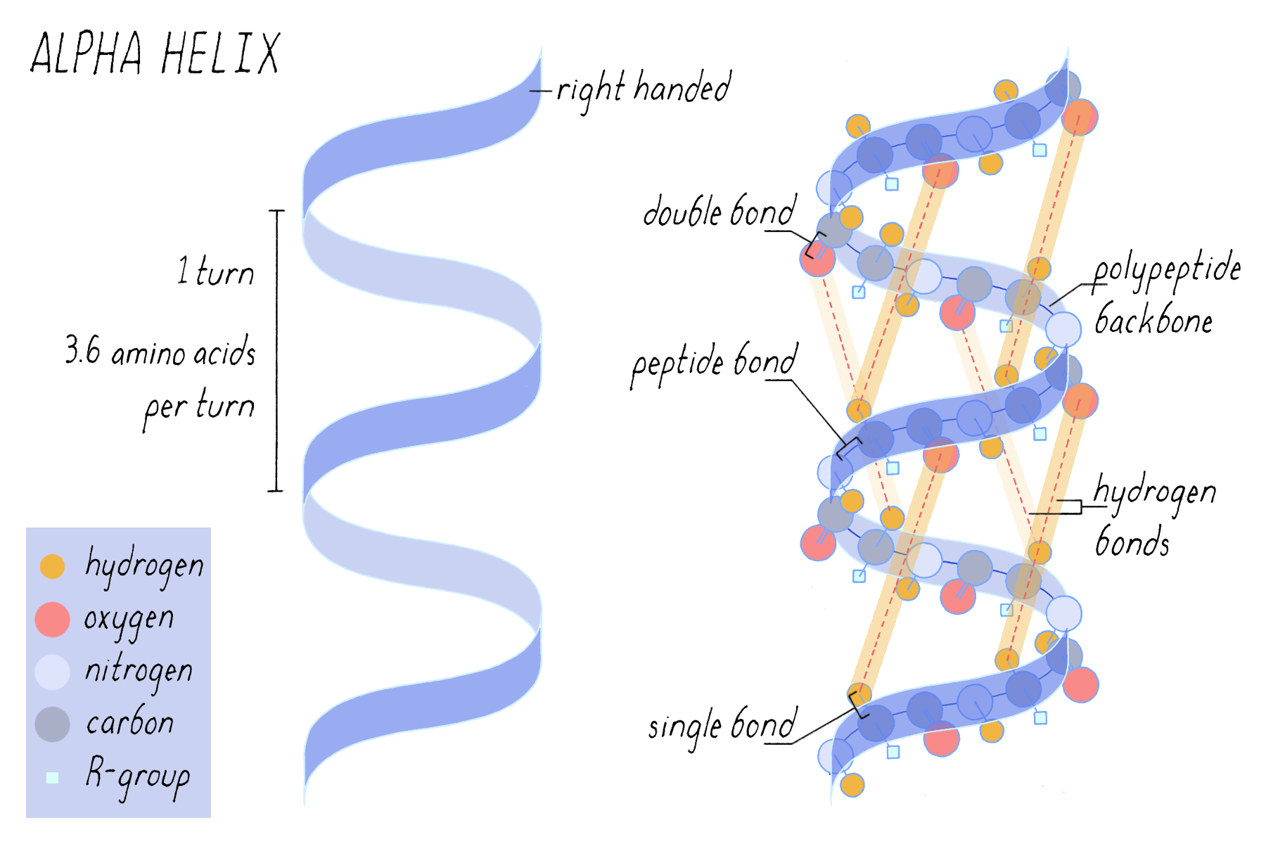 Alpha Helix Wikipedia H lice Alpha Exemple IDSQ