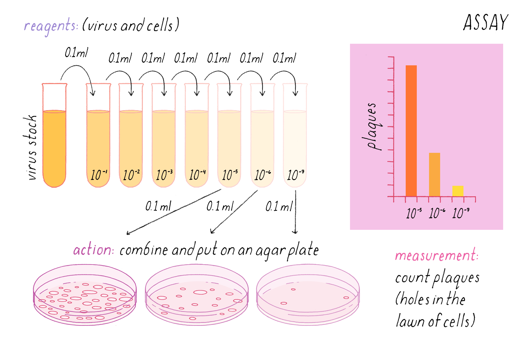 BioDictionary Graphics & descriptions of biological terms