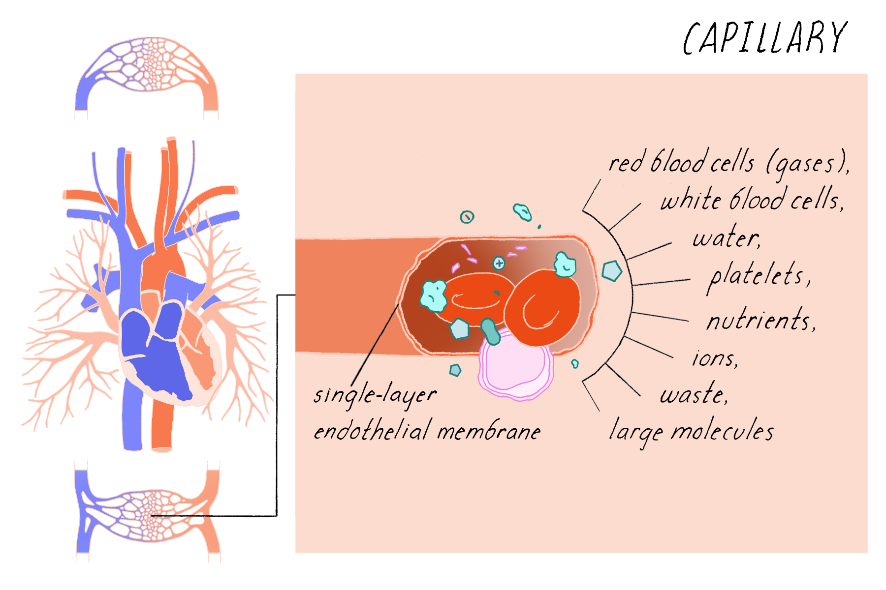 BioDictionary | Graphics & descriptions of biological terms