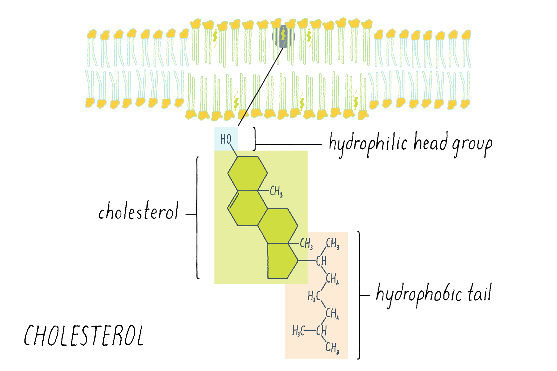 BioDictionary Graphics & descriptions of biological terms