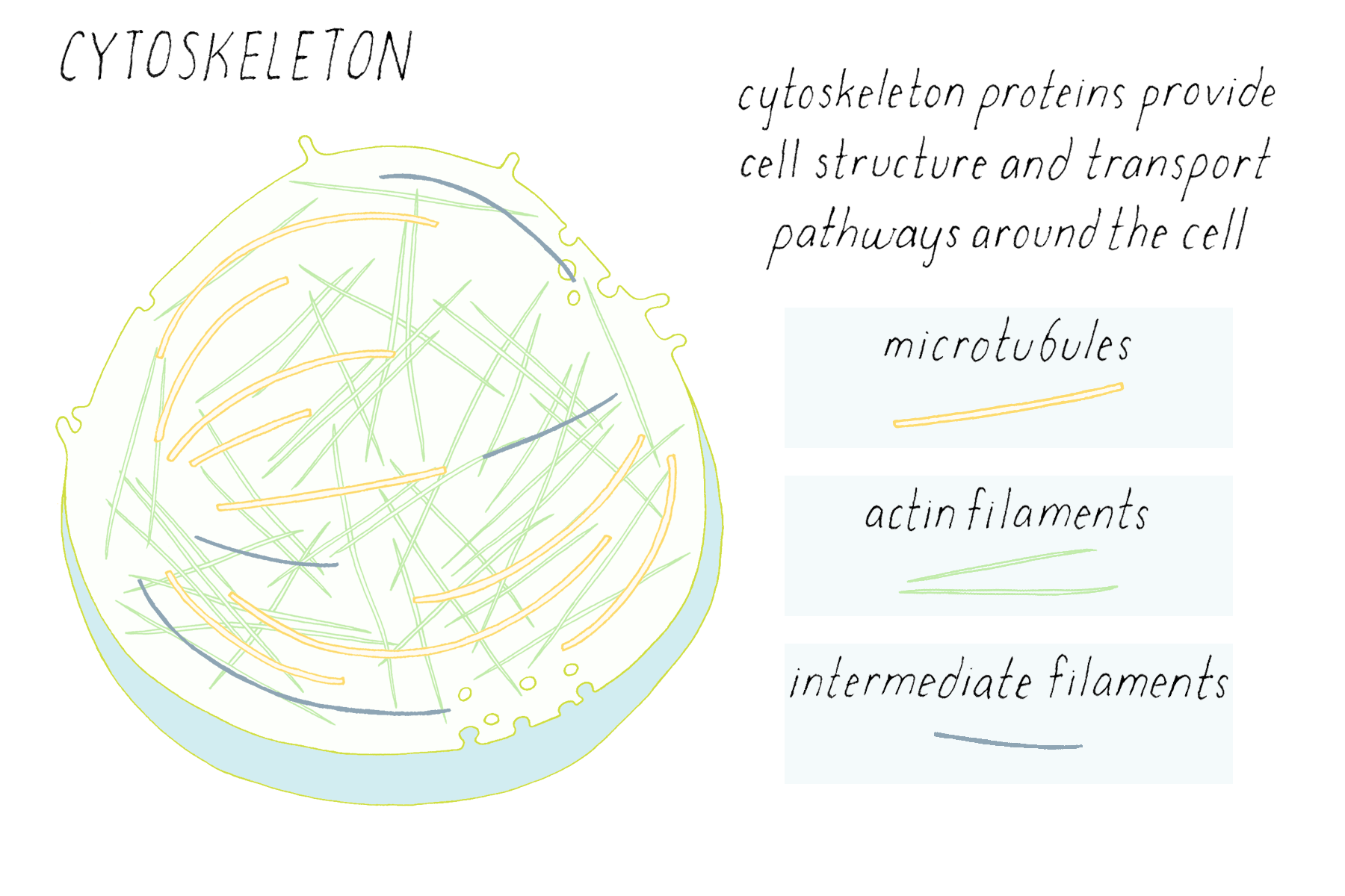 BioDictionary | Graphics & descriptions of biological terms