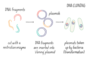 BioDictionary | Graphics & descriptions of biological terms