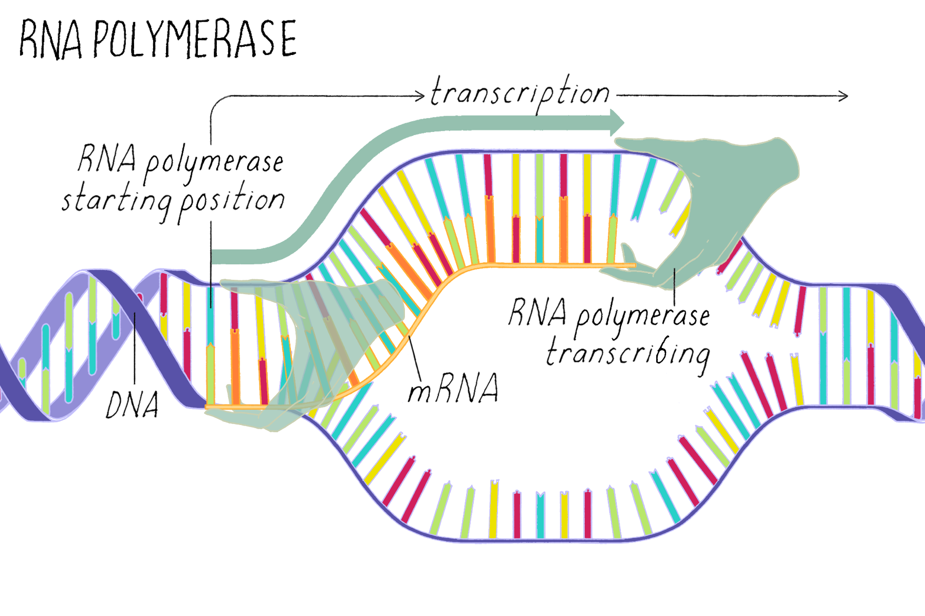 BioDictionary | Graphics & descriptions of biological terms