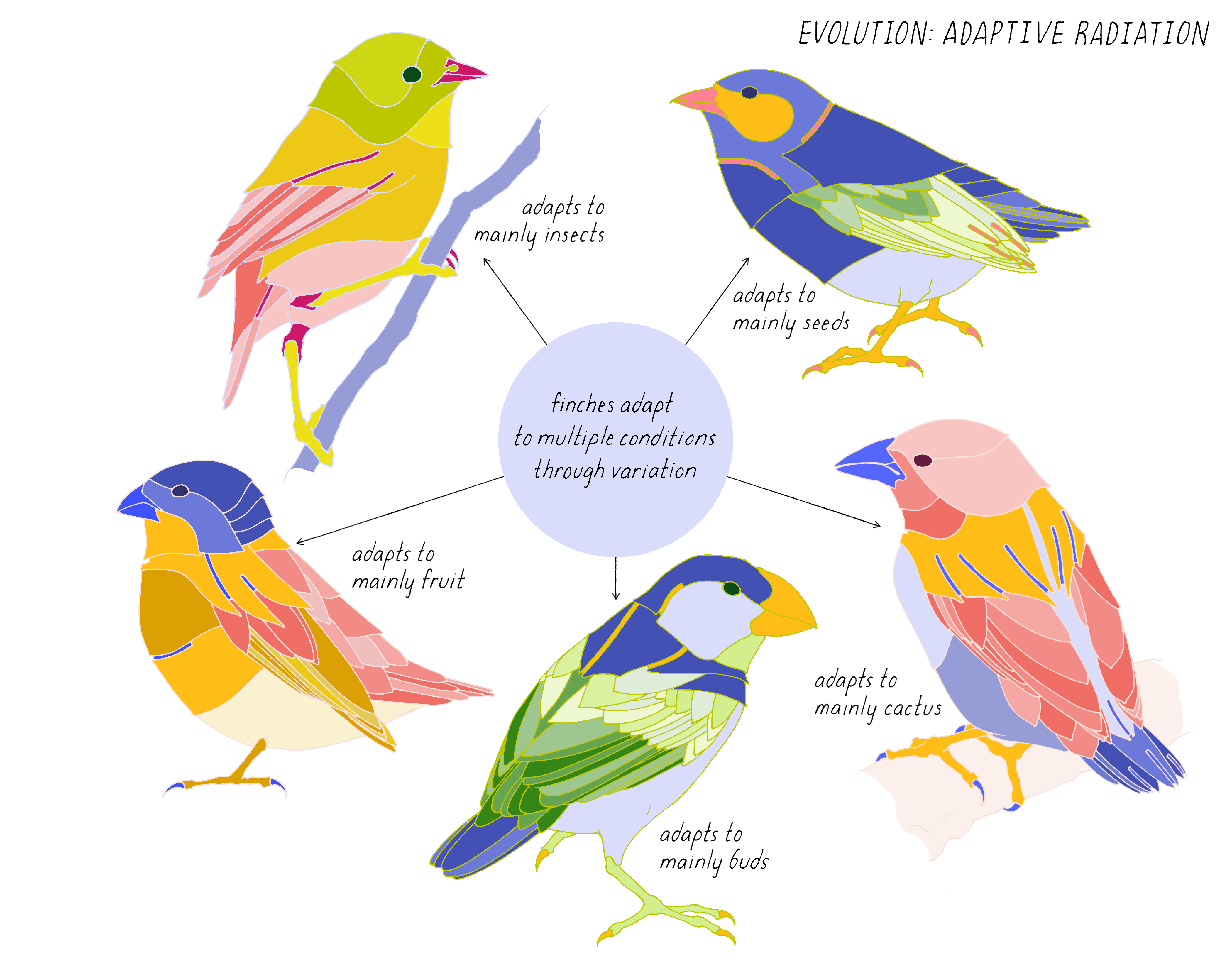 Heredity And Evolution Diagram
