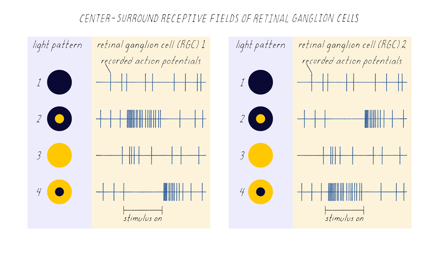 Cell Biology, Genetics & Neuroscience | Narratives & Key