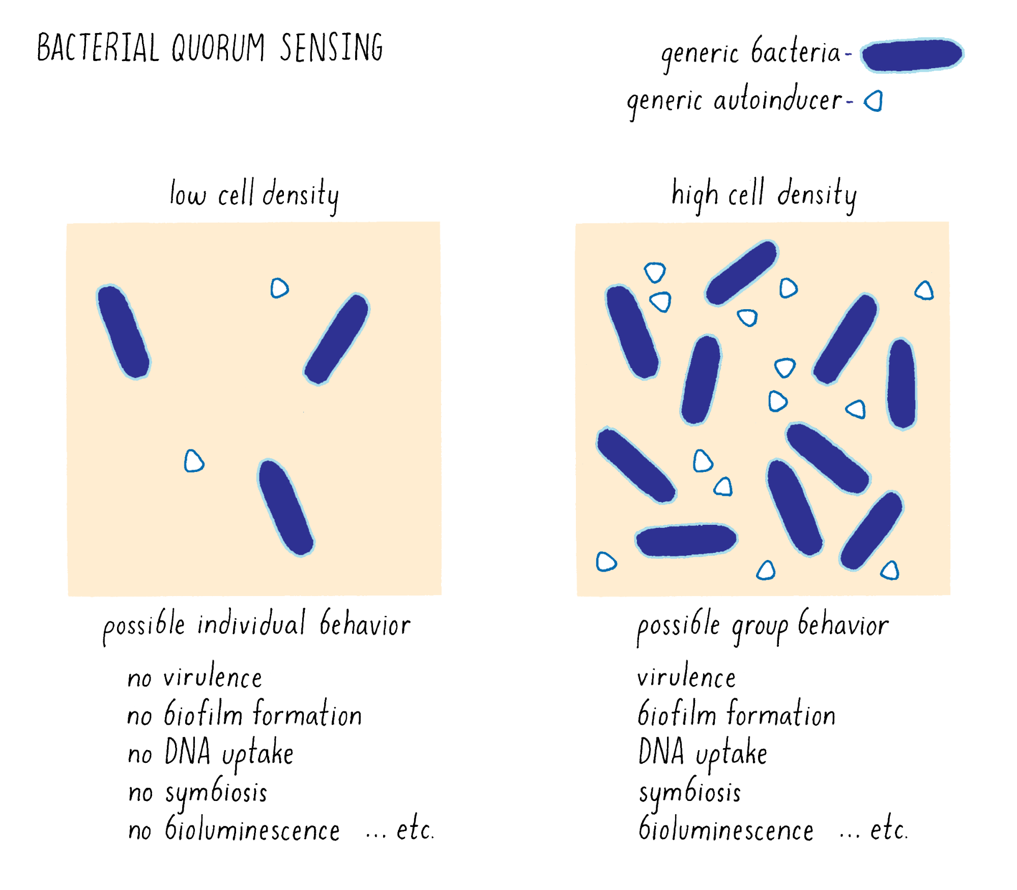 Cell Biology, Genetics & Neuroscience | Narratives & Key Experiments - Cell  biology - How bacteria talk to each other