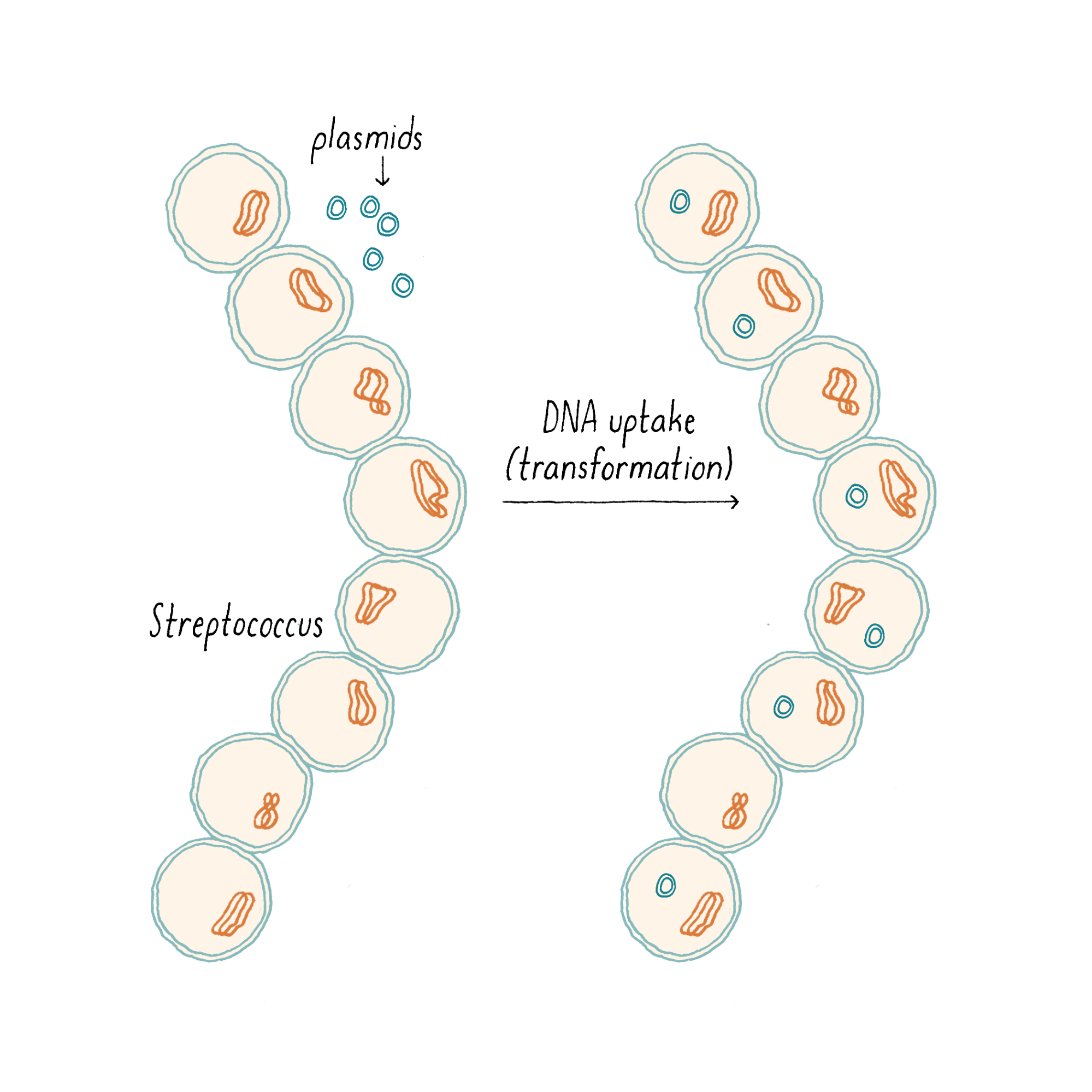 Cell Biology, Genetics & Neuroscience | Narratives & Key Experiments -  Genetics - How bacteria talk to each other