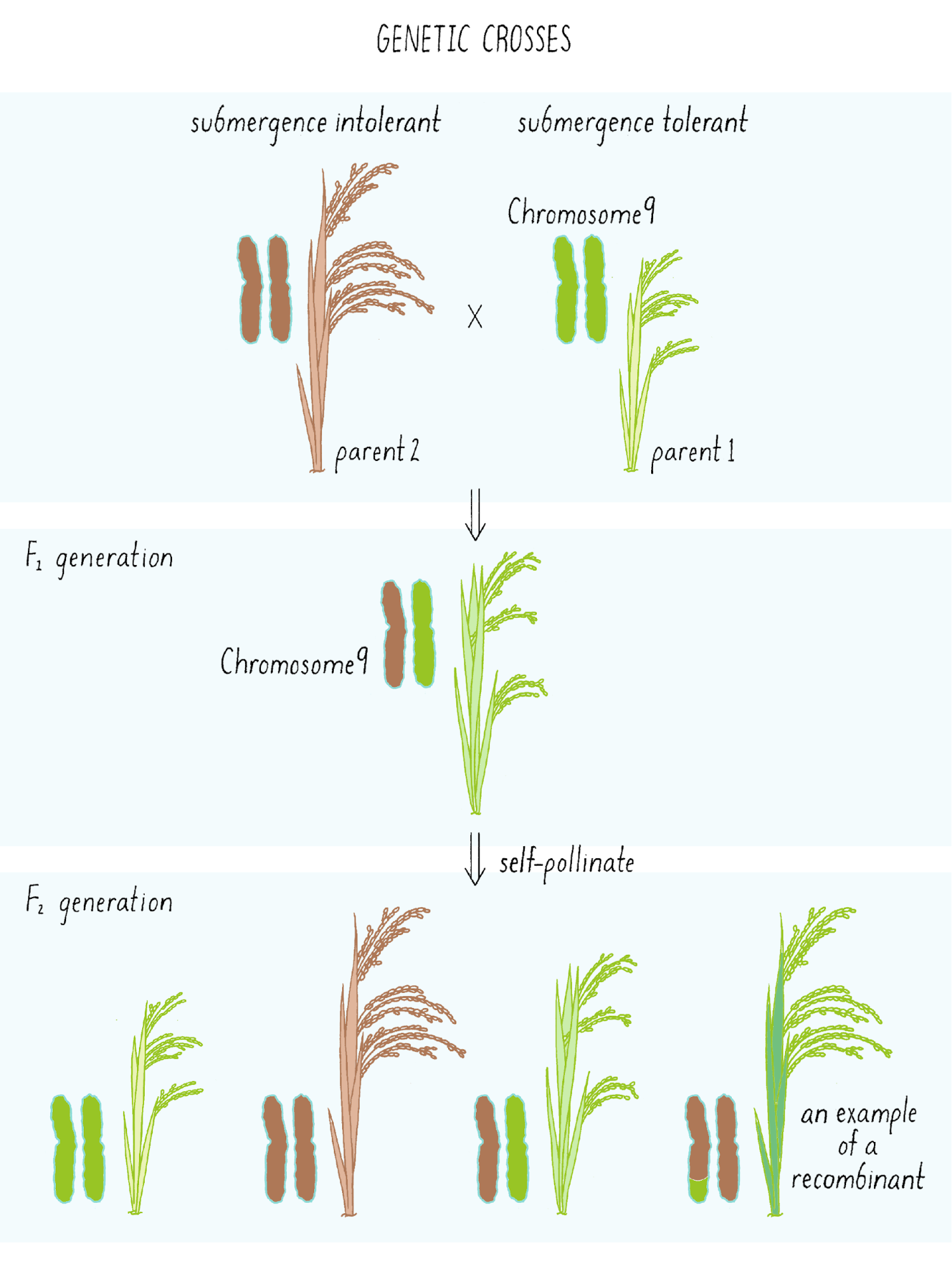 Cell Biology, Genetics & Neuroscience | Narratives & Key Experiments - All  - Genetic engineering of flood tolerant rice