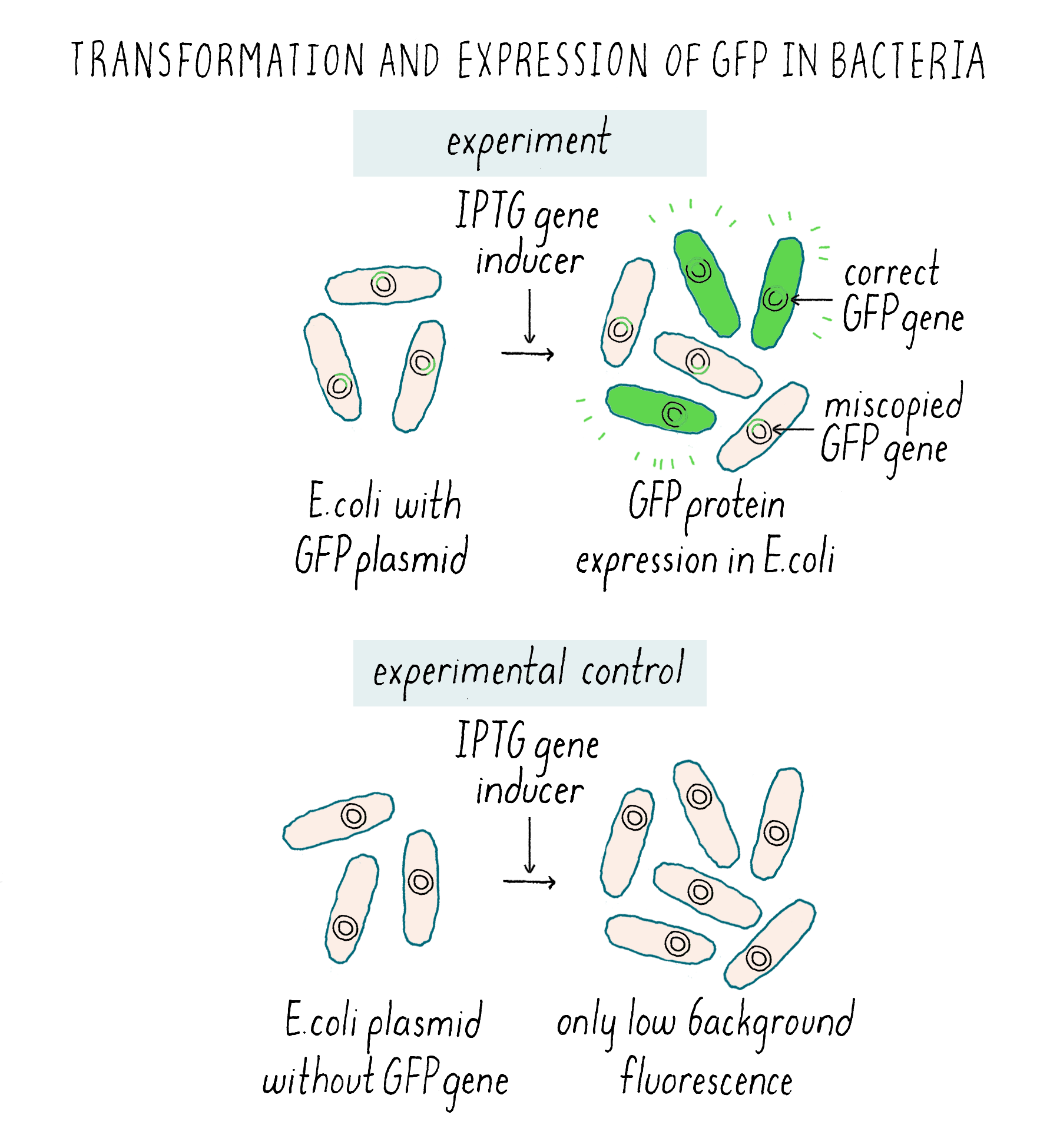 Green Fluorescent Protein Research