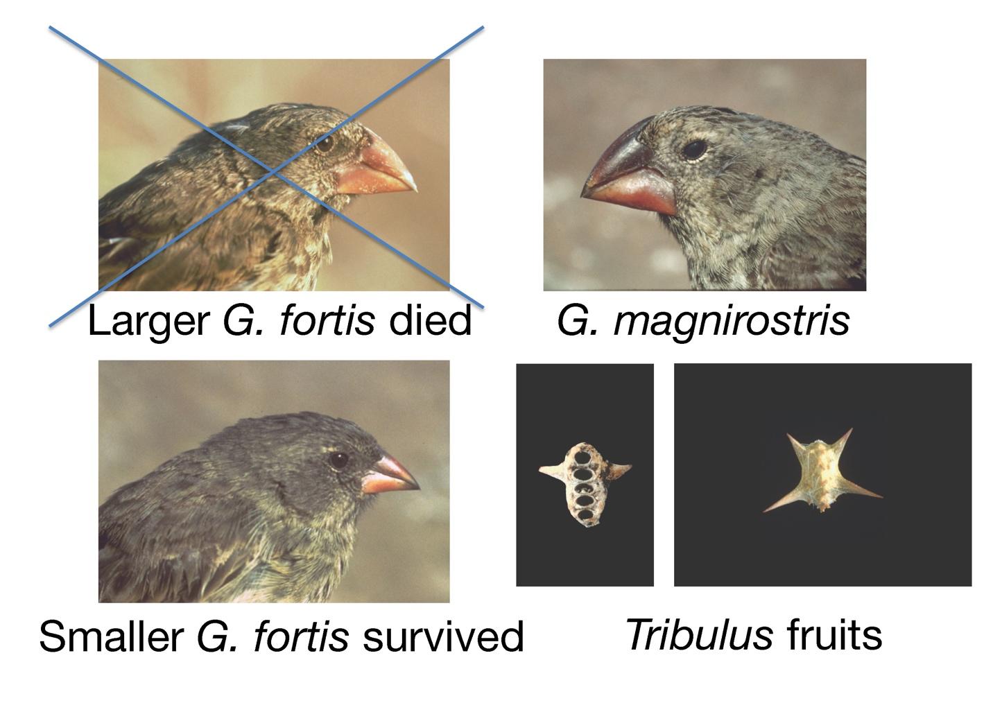 THE THREE 16's / ZEEBRA f TWIGY, D.L.