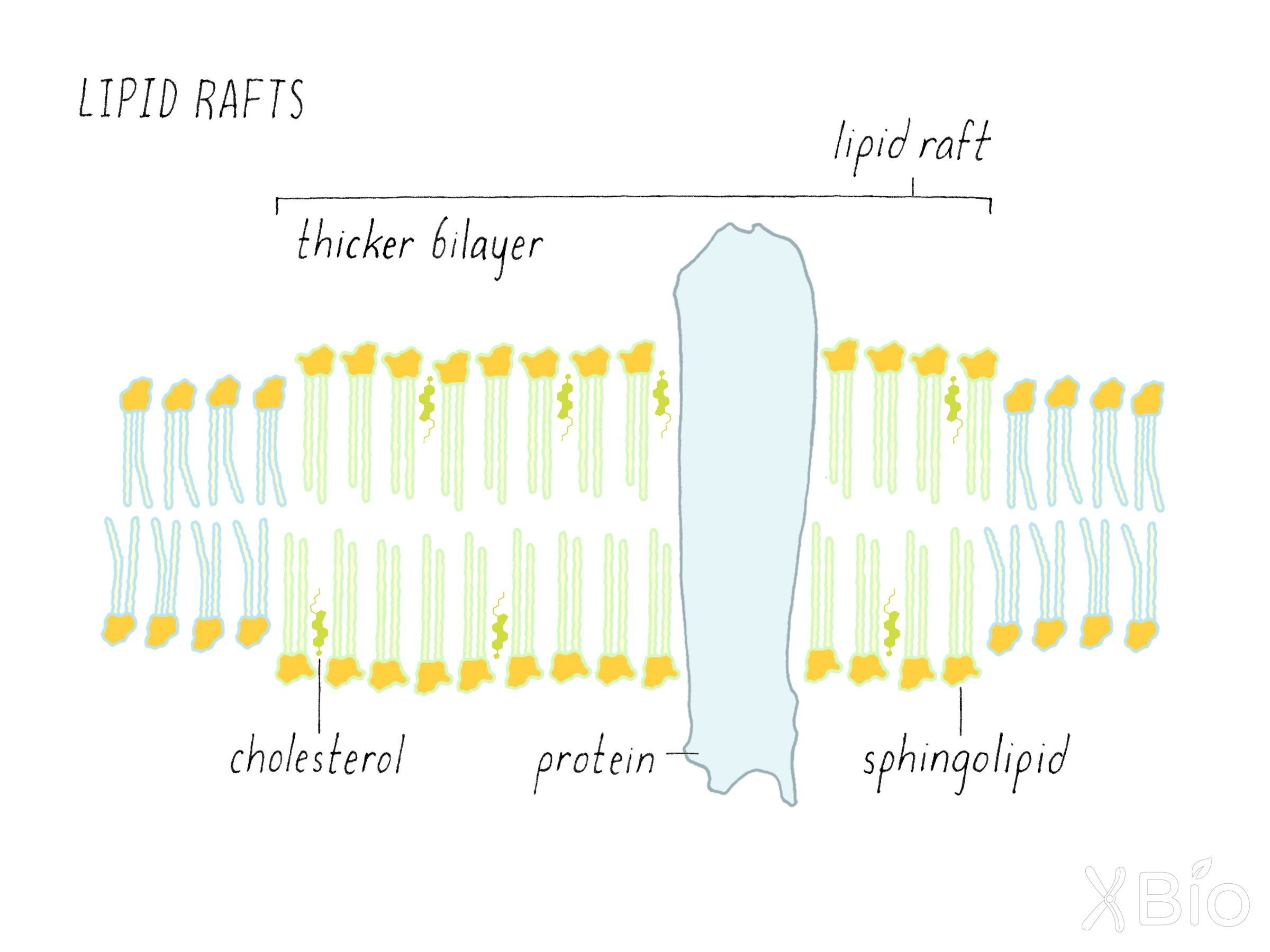 Sphingolipid Metabolism at the ER-Golgi Contact Zone and Its Impact on  Membrane Trafficking - Asako Goto, Aya Mizuike, Kentaro Hanada, 2020, image size:2400x1800