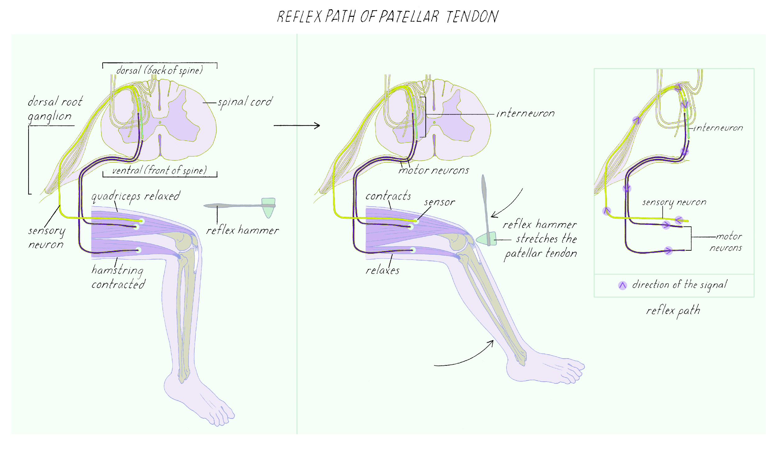 Knee Jerk Reflex Diagram Gcse