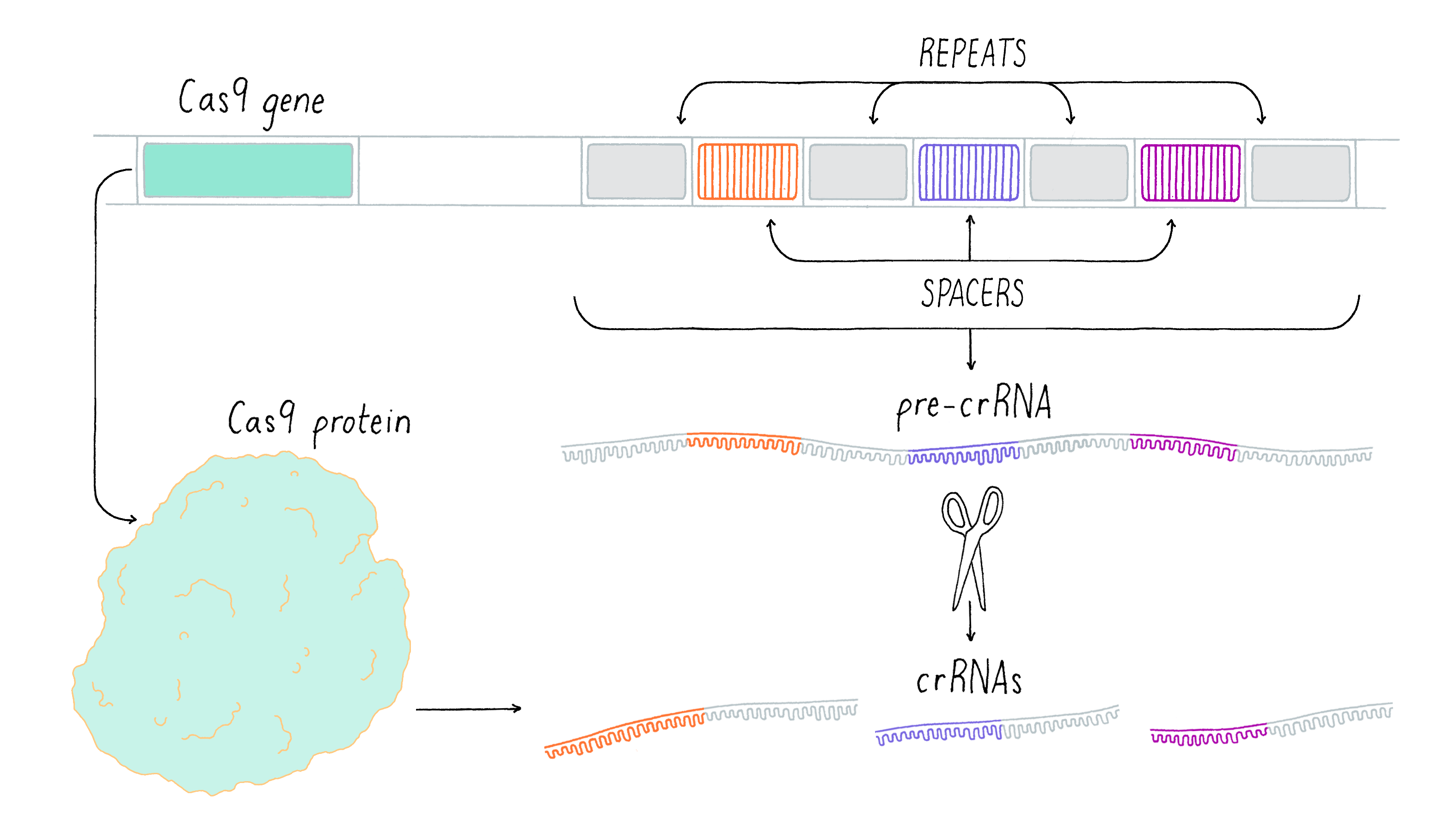 Crispr Cas Genome Editing Revolution By Rodolphe Barrangou 