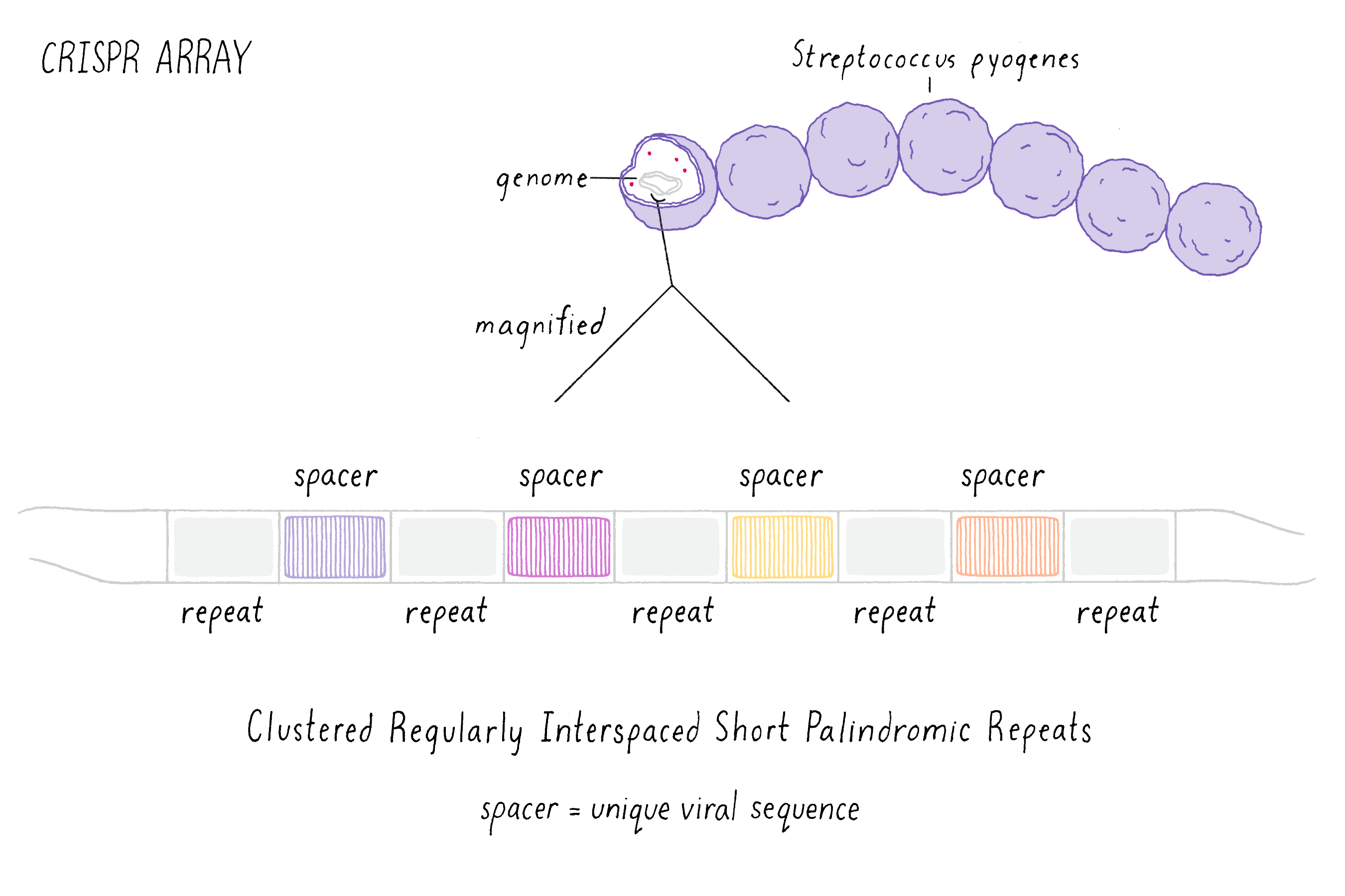 CRISPR :: Microbyte