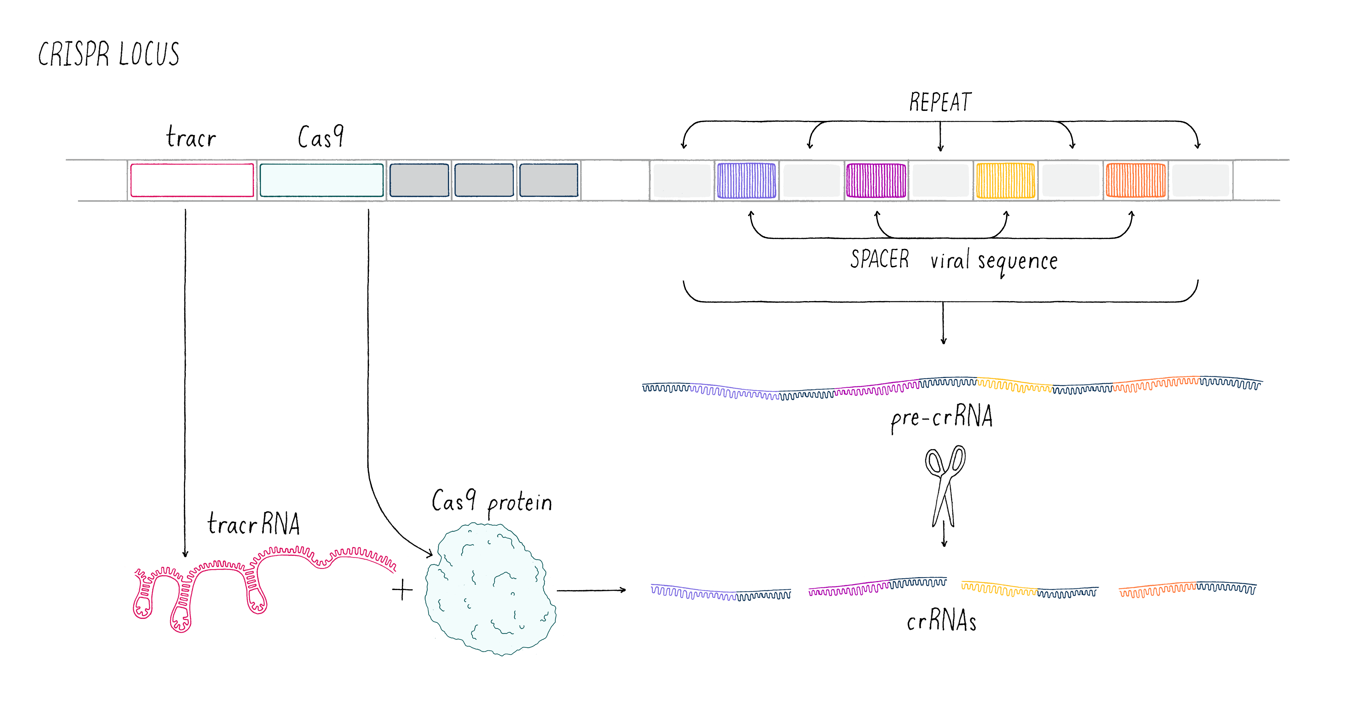 CRISPR :: Microbyte