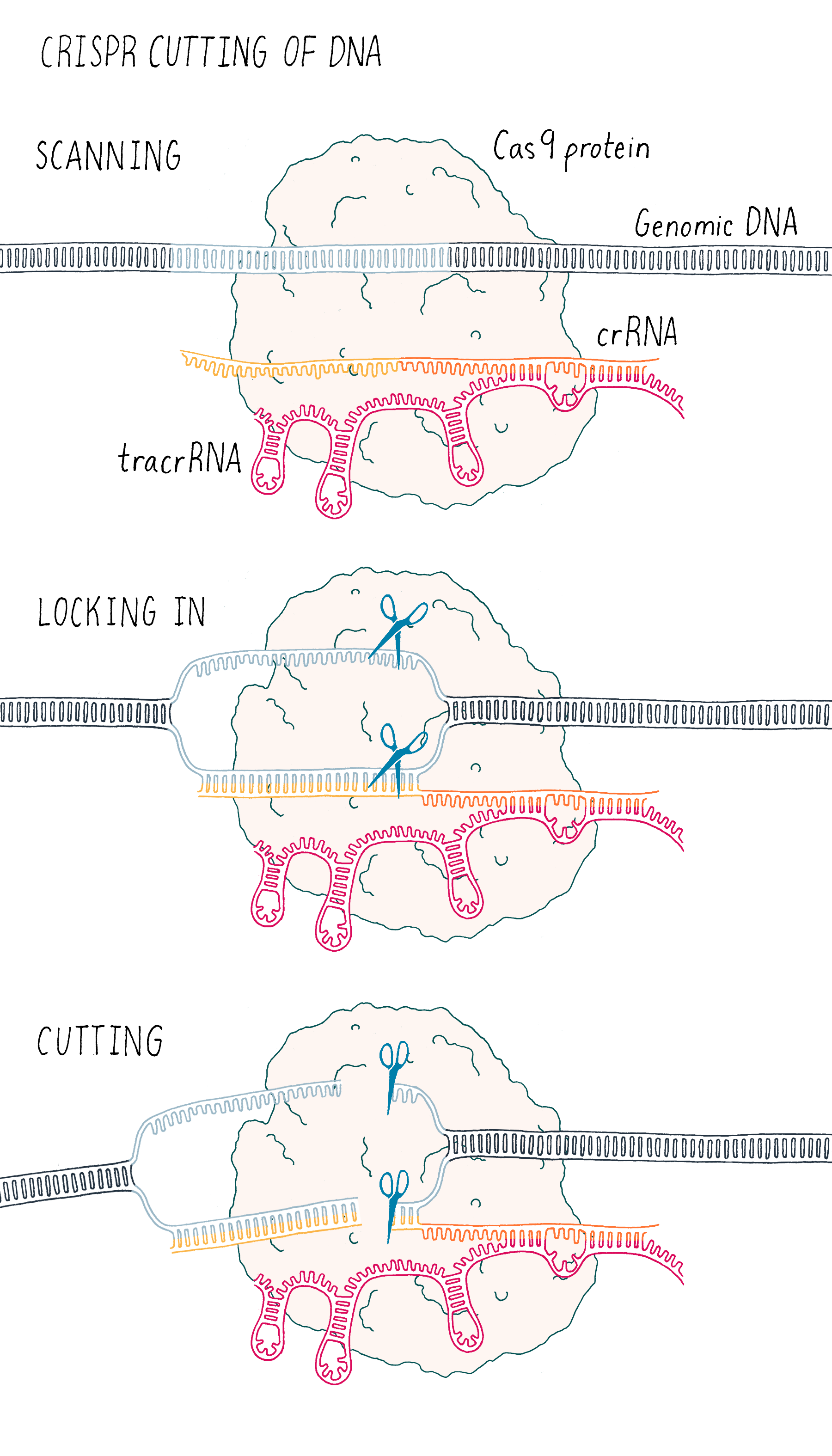 Crispr Cas9 New Tool For Genome Editing By Jennifer Doudna 0511