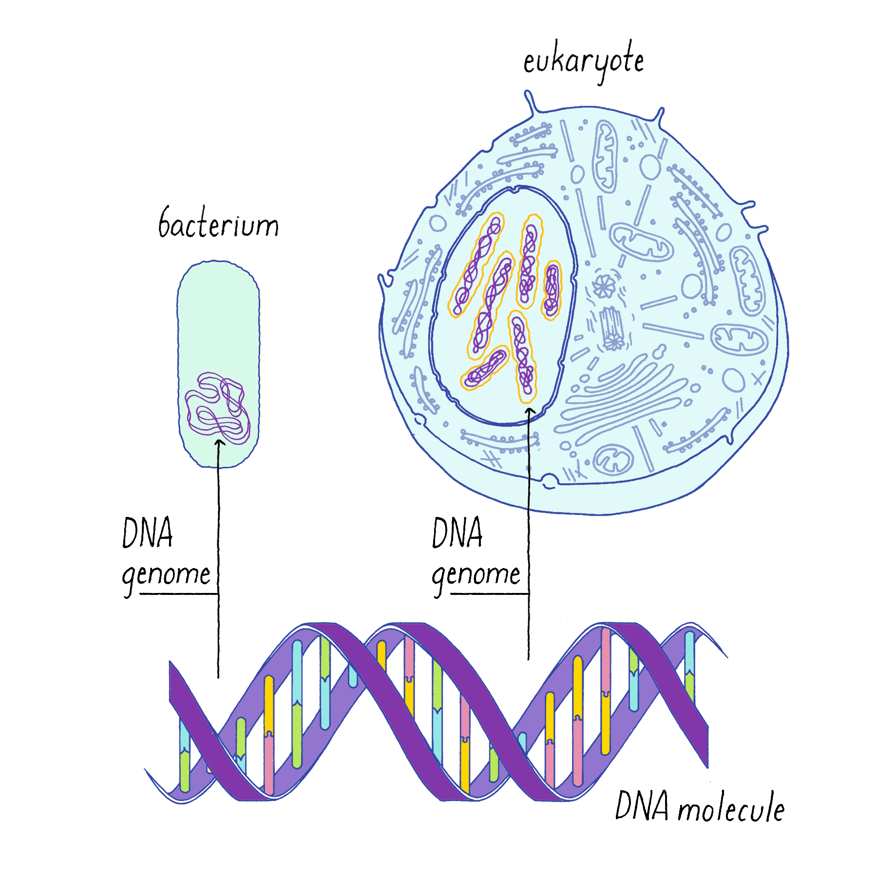 hypothesis on dna replication