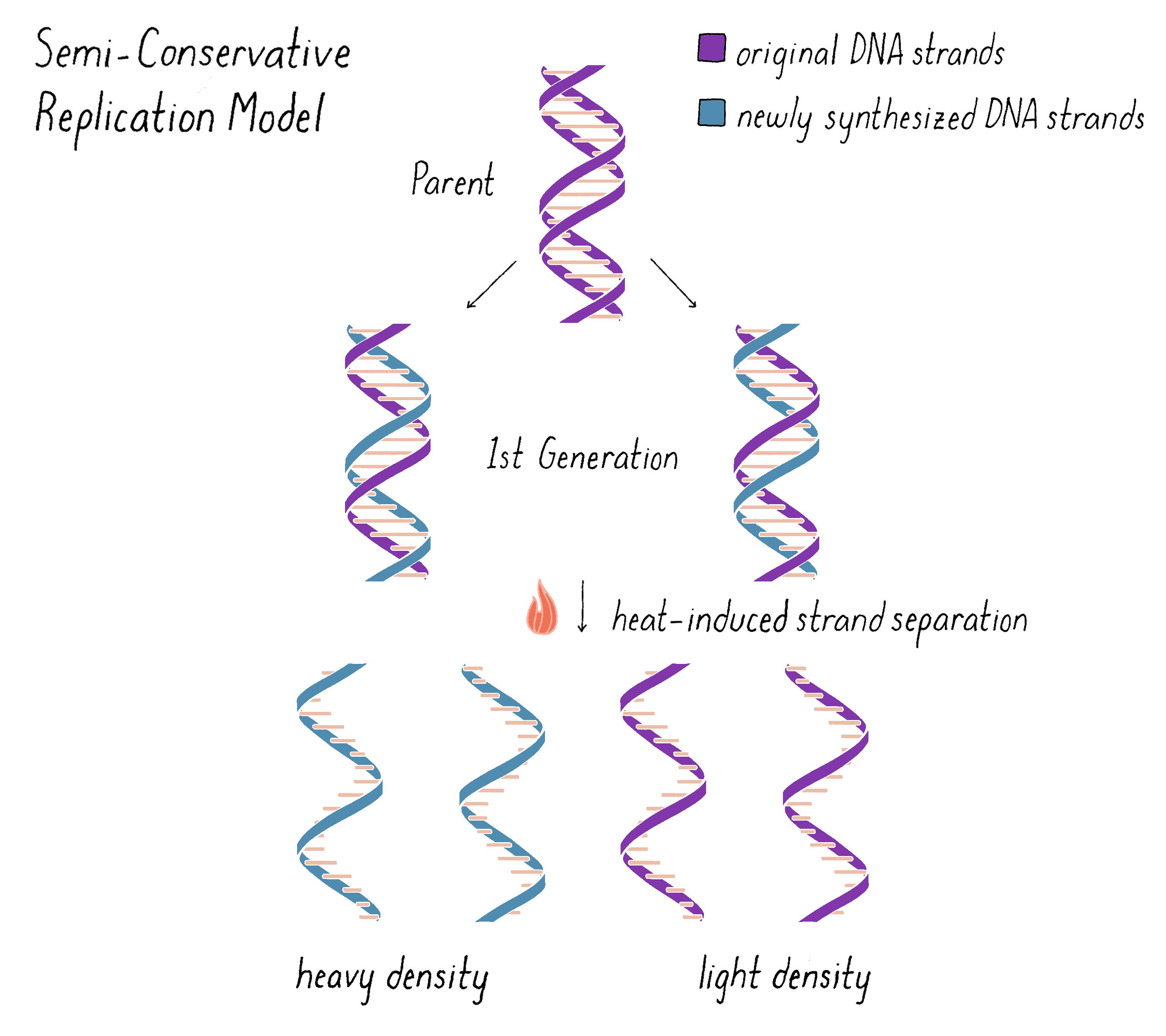 the meselson stahl experiment established that