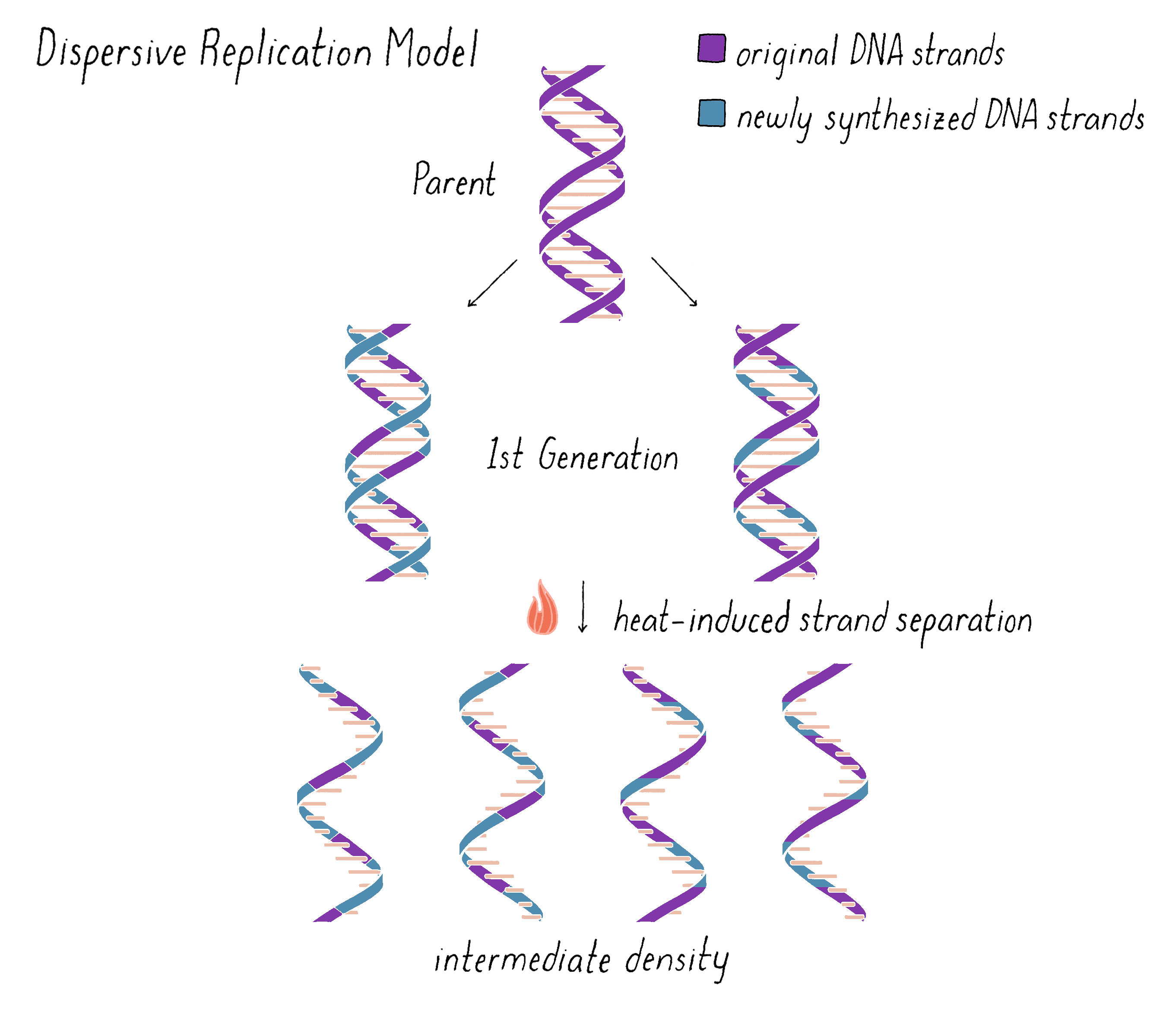 hypothesis on dna replication