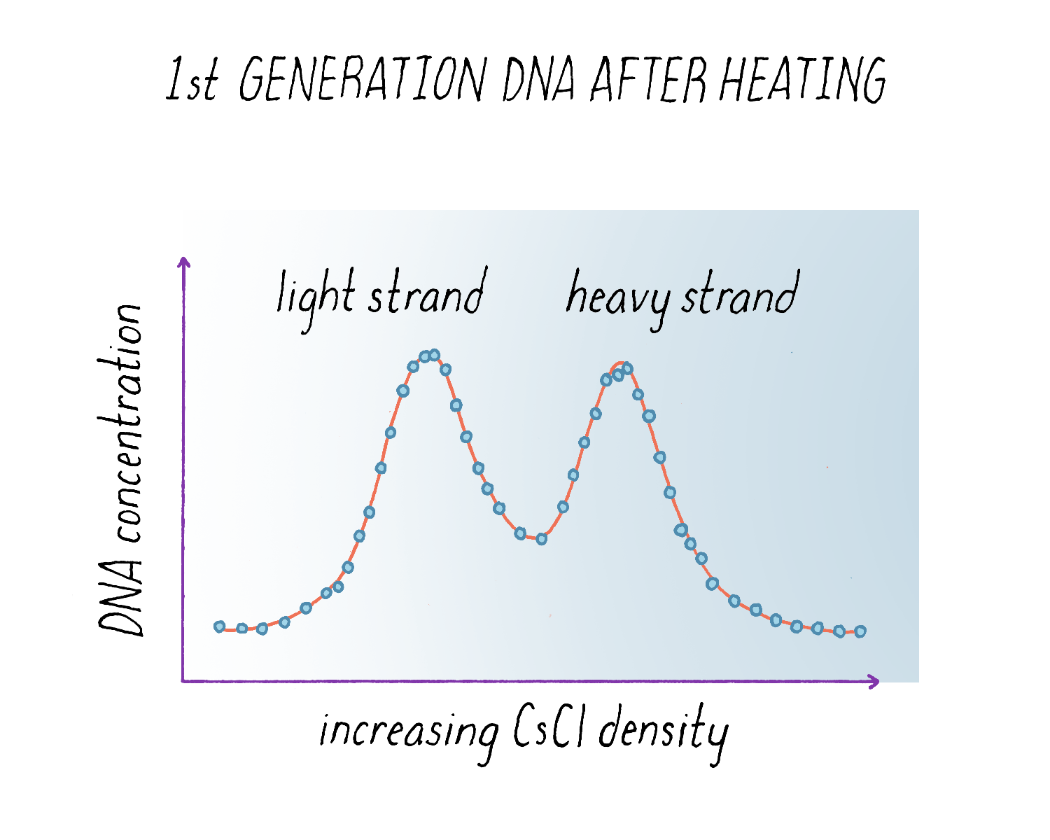 meselson and stahl experiment process