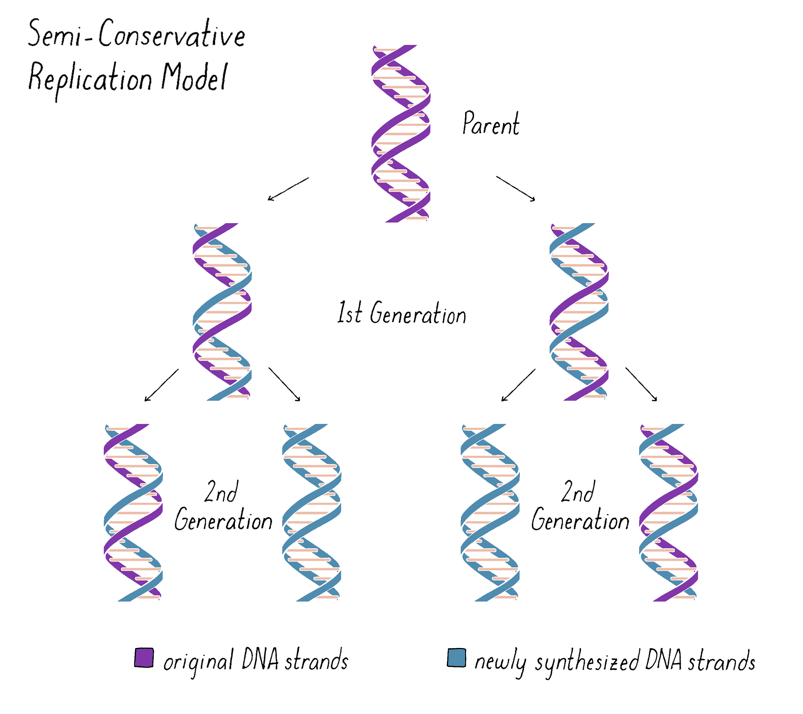 How Dna Replicates Genetics How Dna Replicates