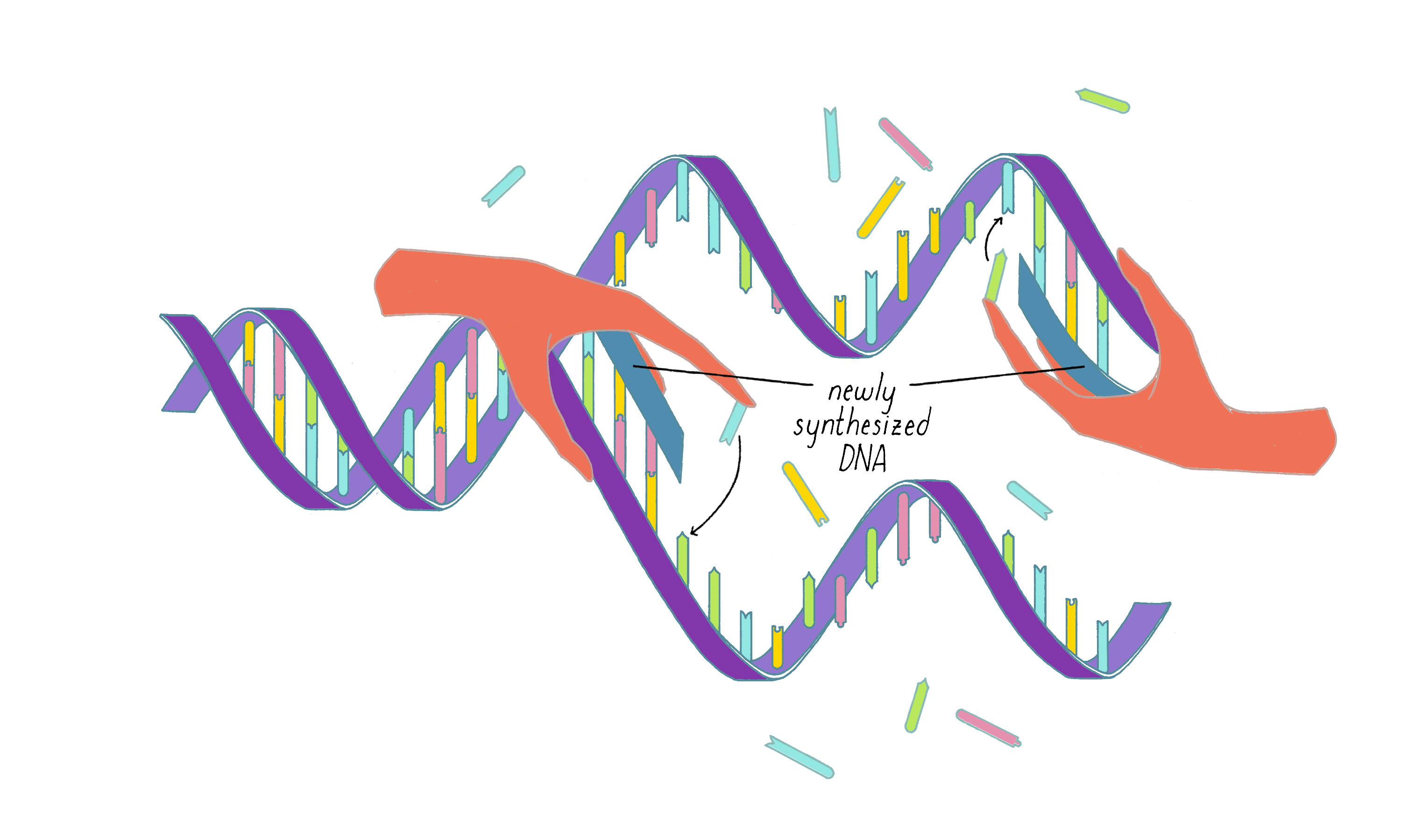 hypothesis on dna replication