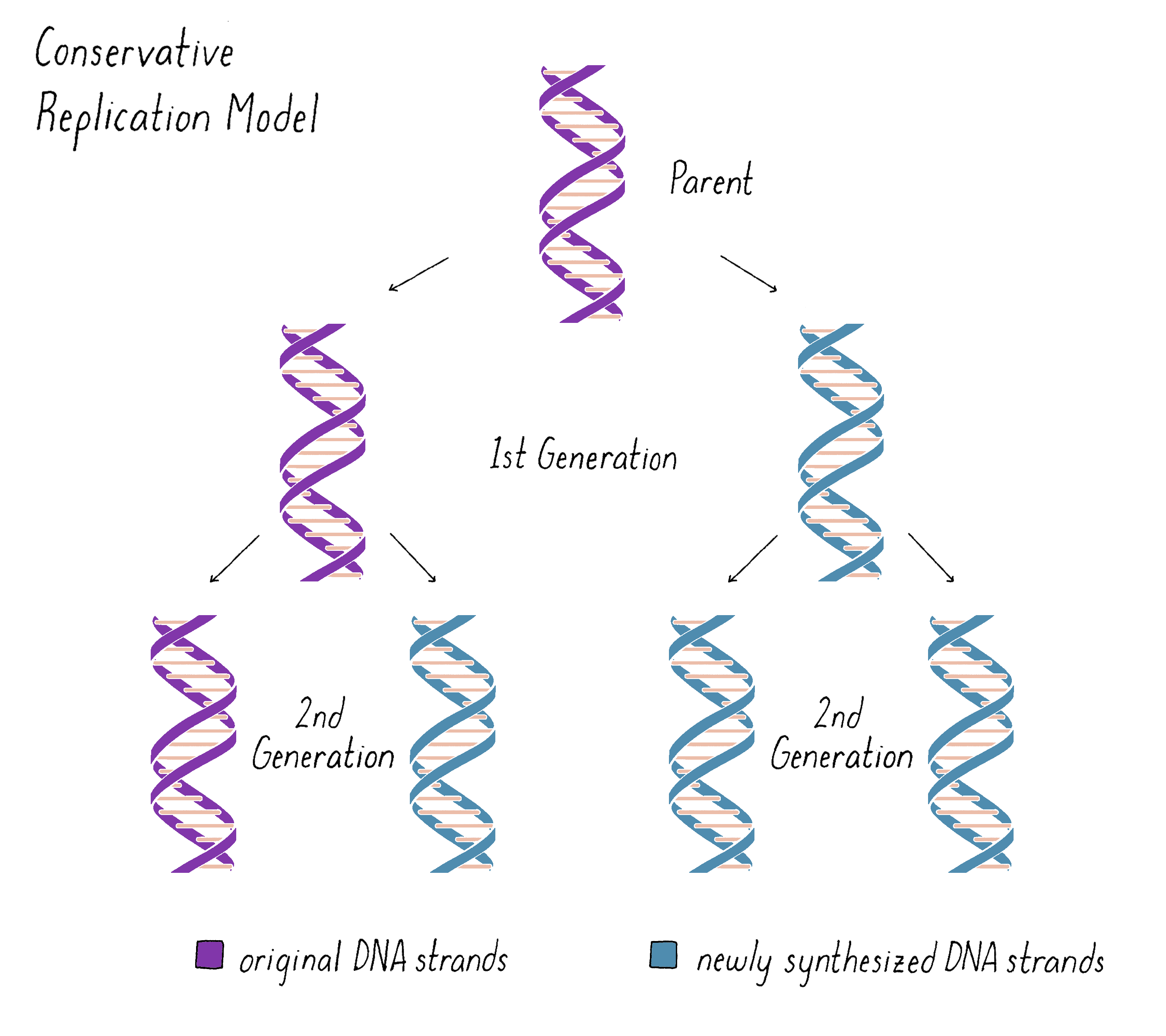 How Dna Replicates Genetics How Dna Replicates