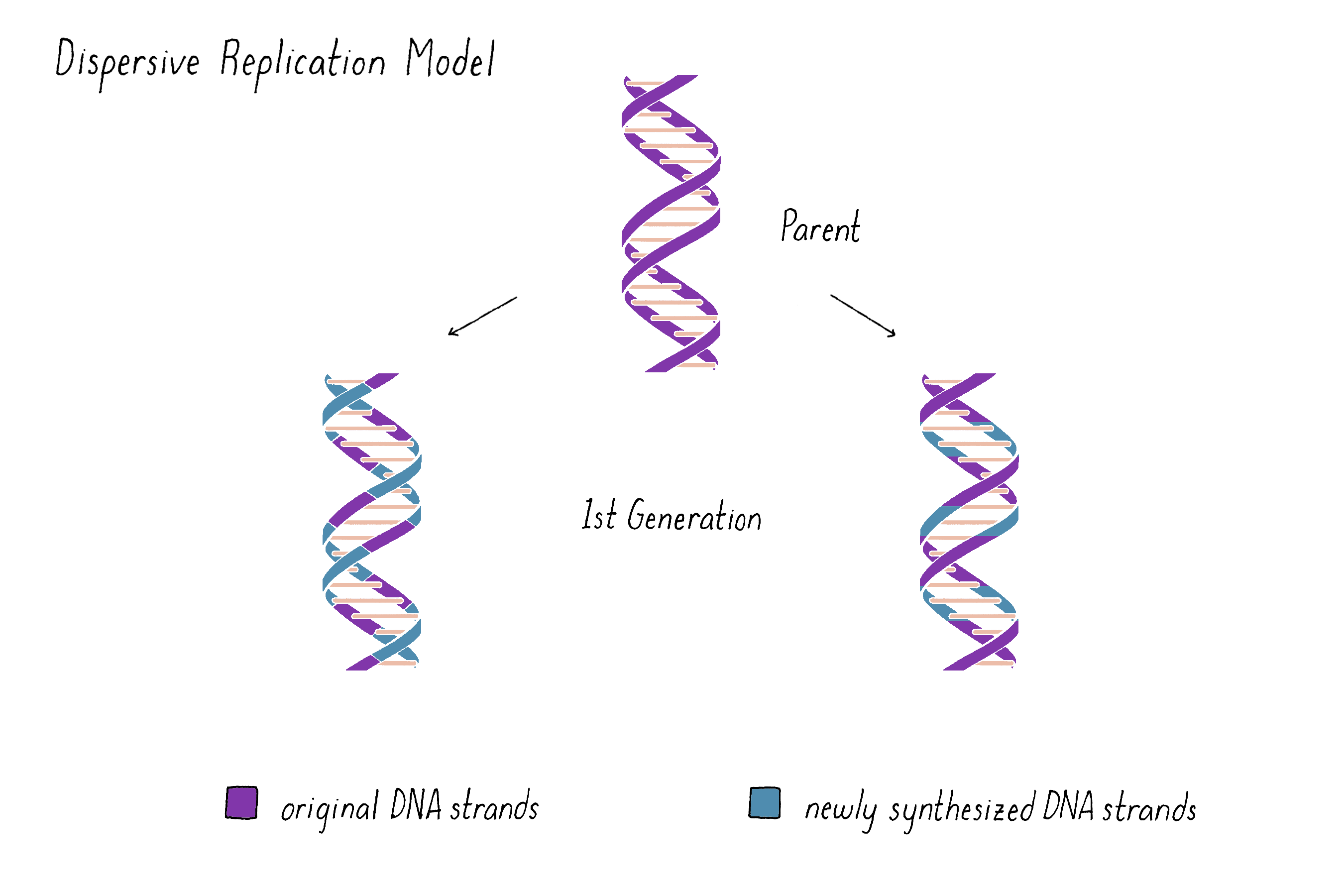 meselson and stahl experiment process