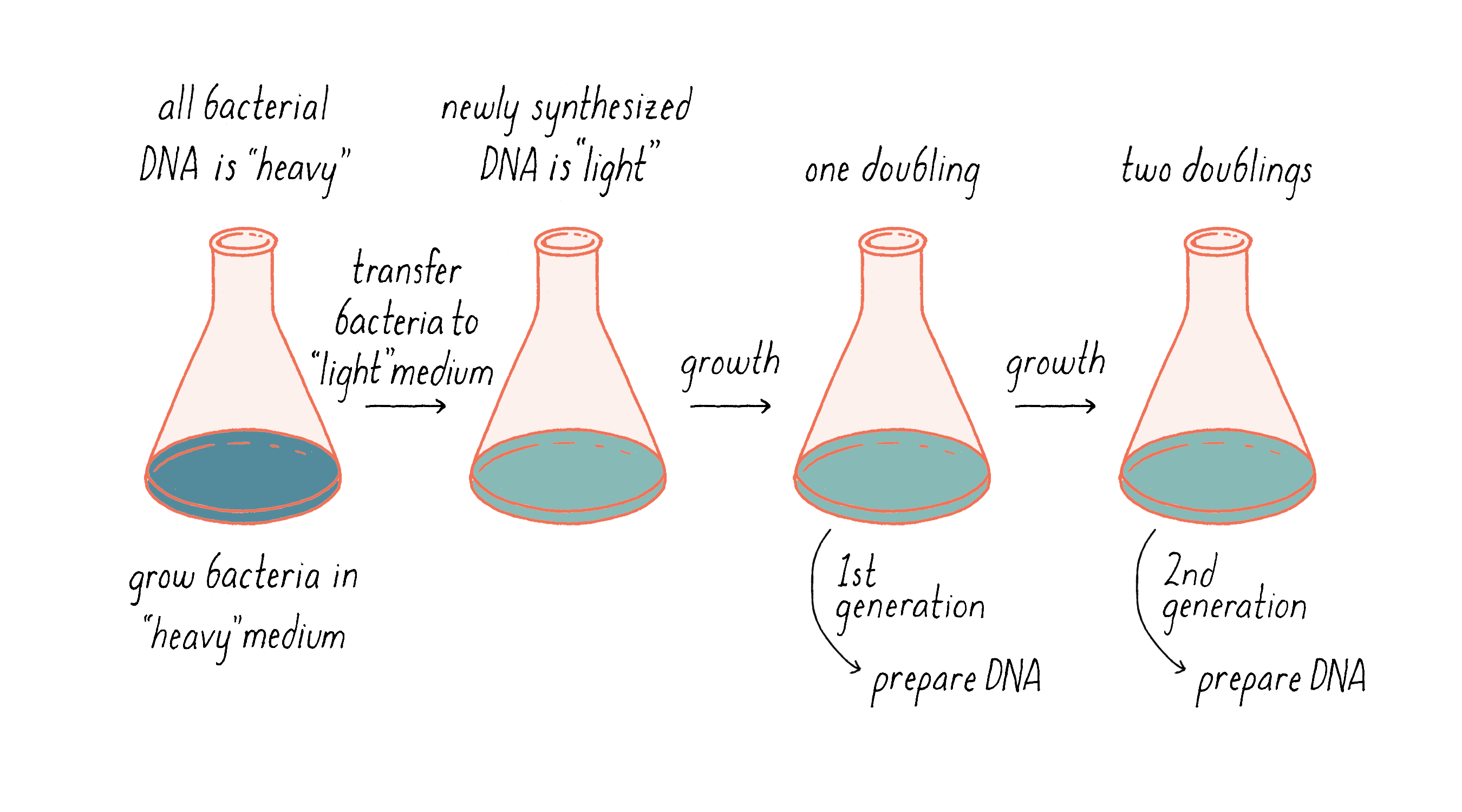 the meselson stahl experiment established that