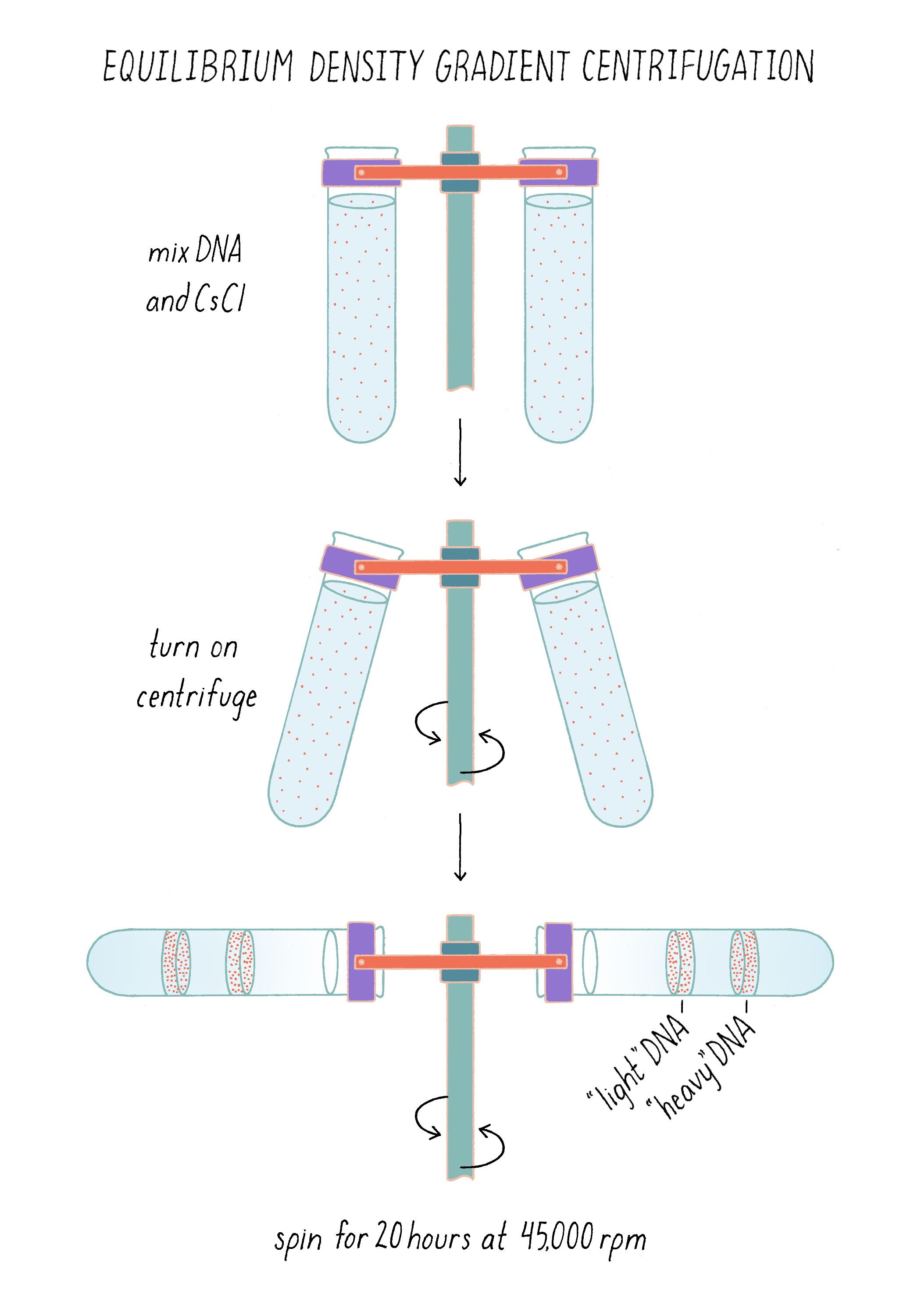 meselson and stahl experiment procedure