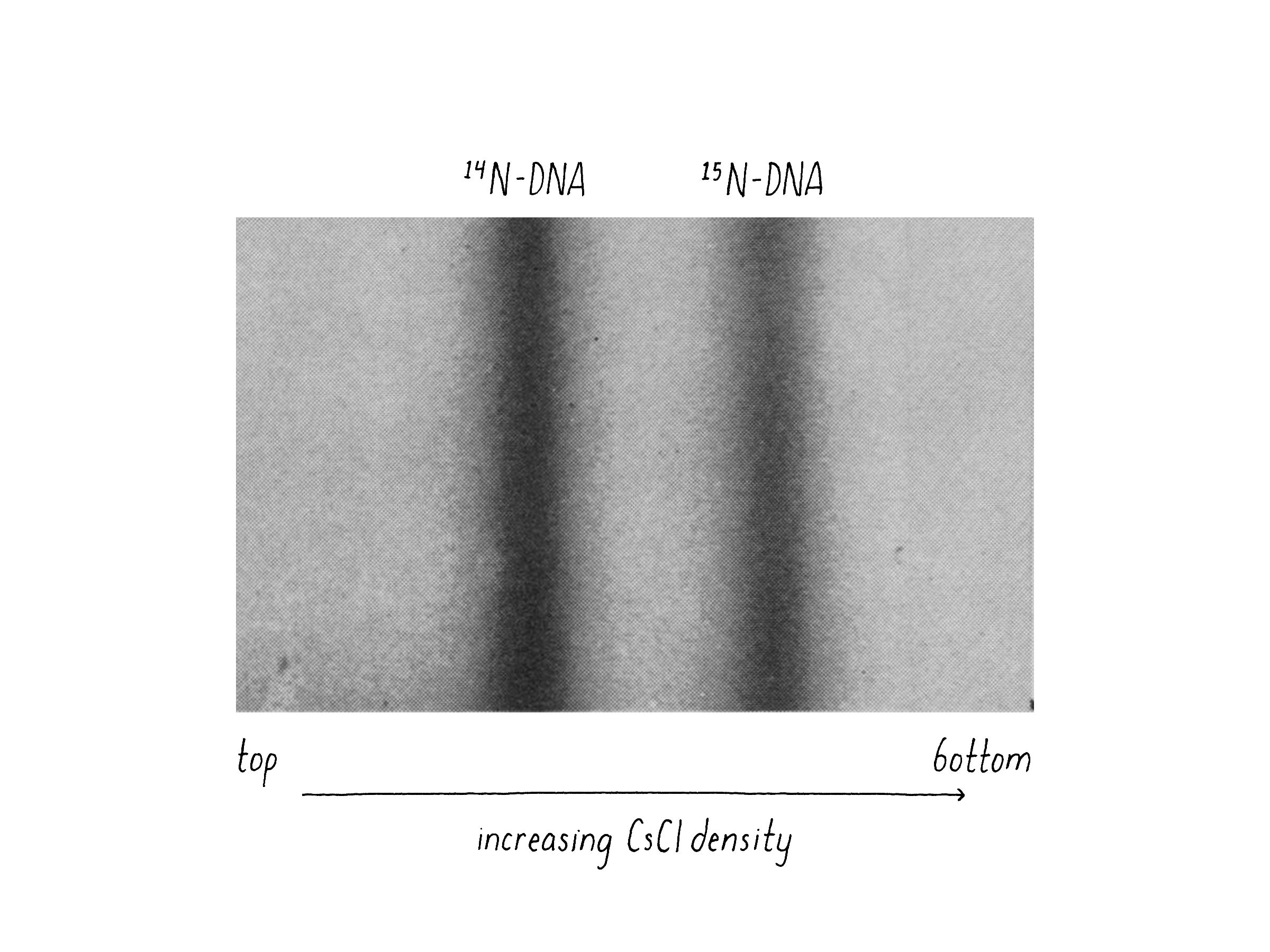 meselson and stahl experiment process