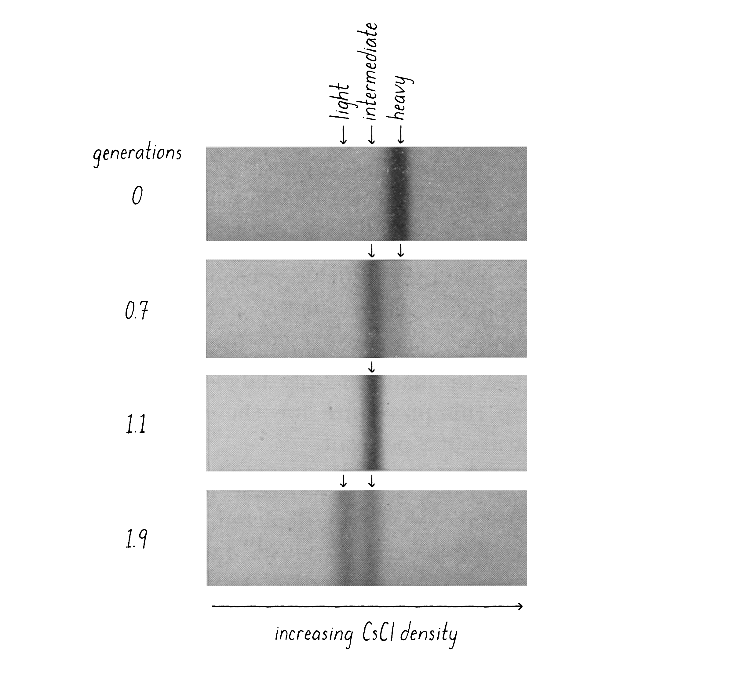 hypothesis on dna replication