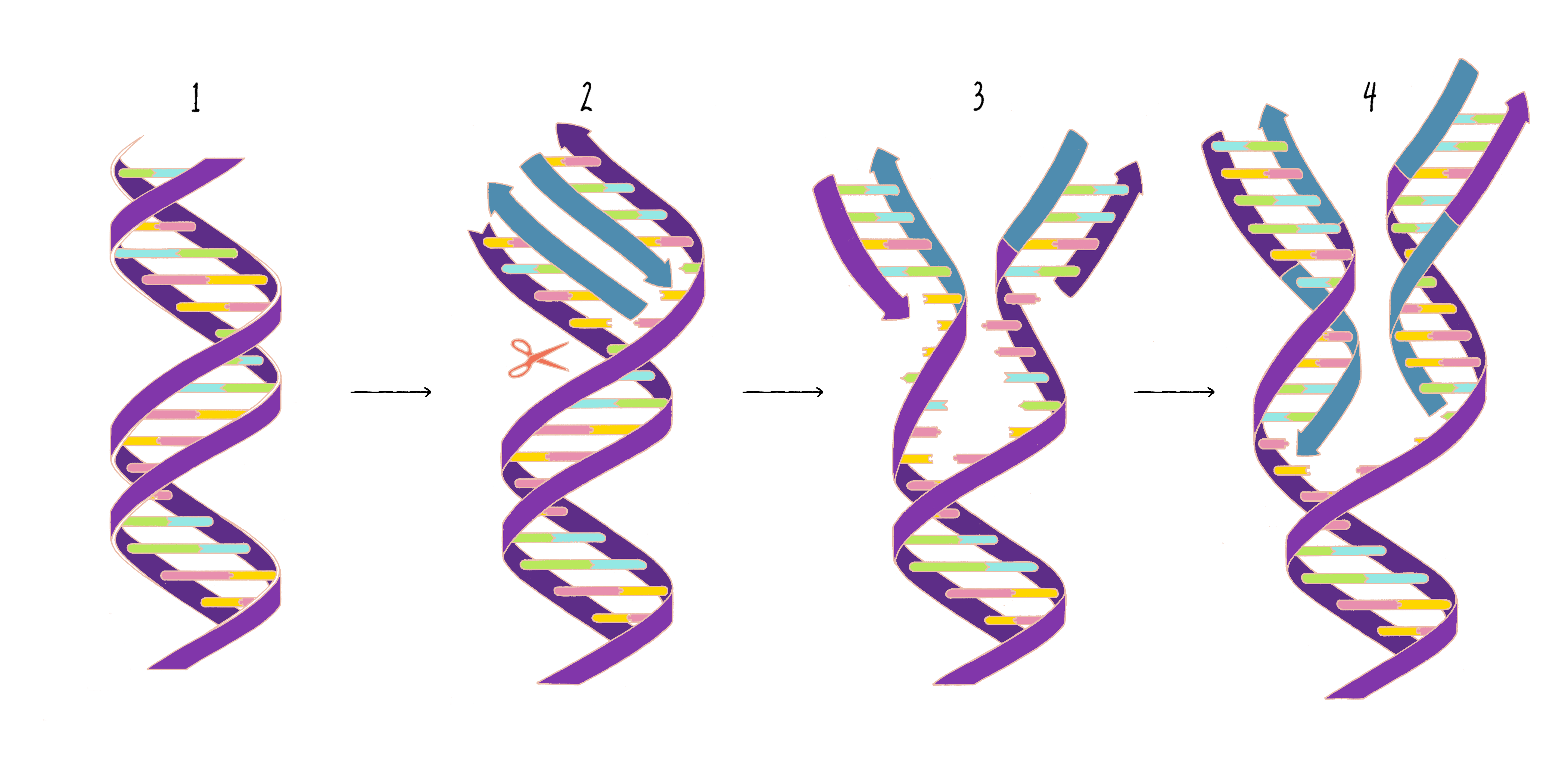 meselson and stahl experiment procedure