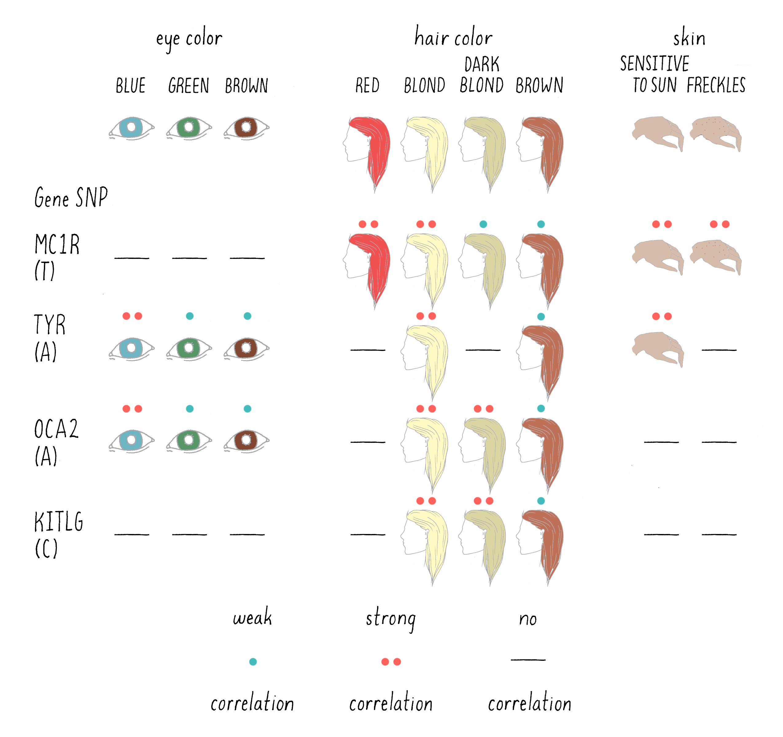 Genetics of Hair Color