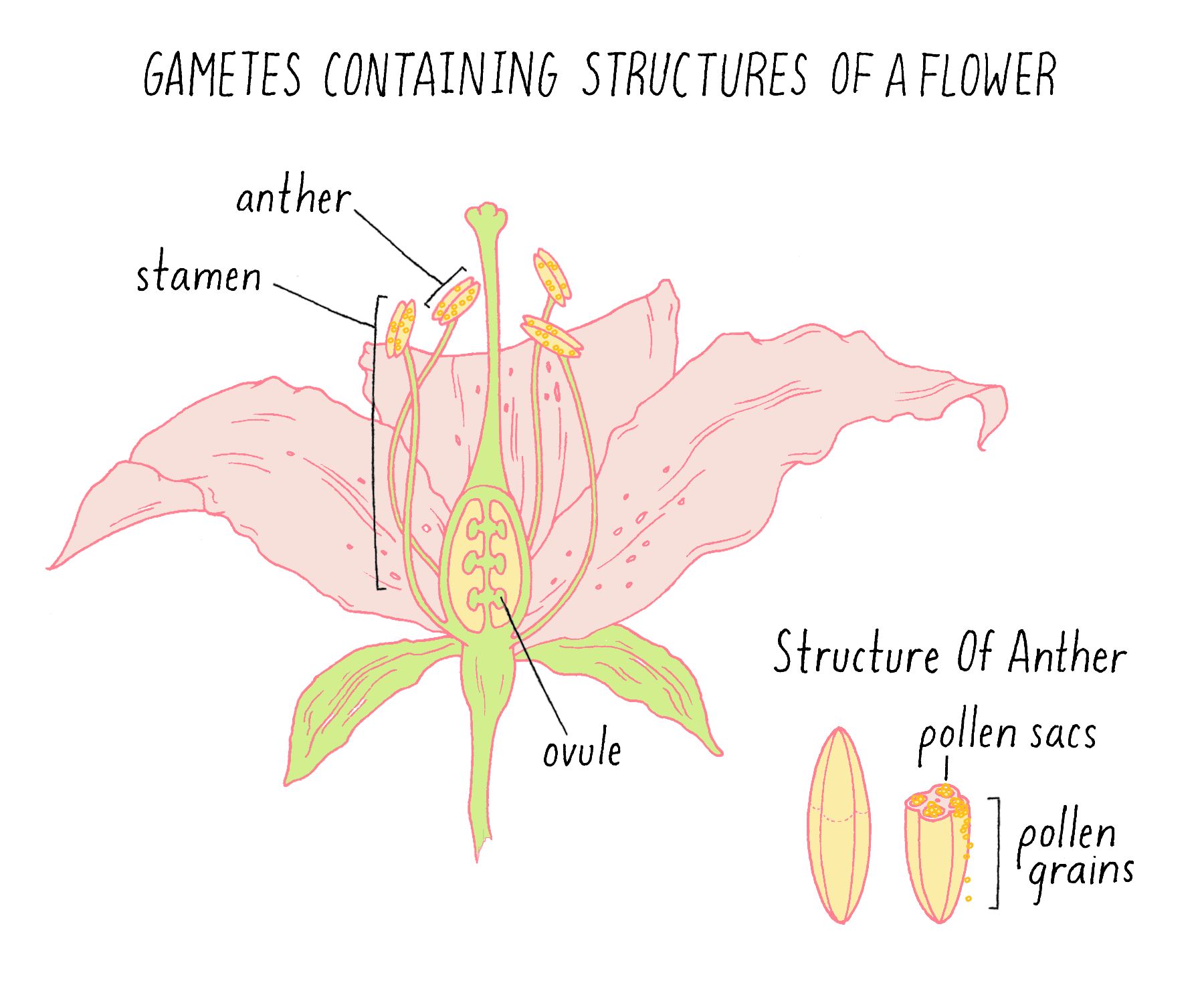 Laws Of Genetic Inheritance By Shirley Tilghman