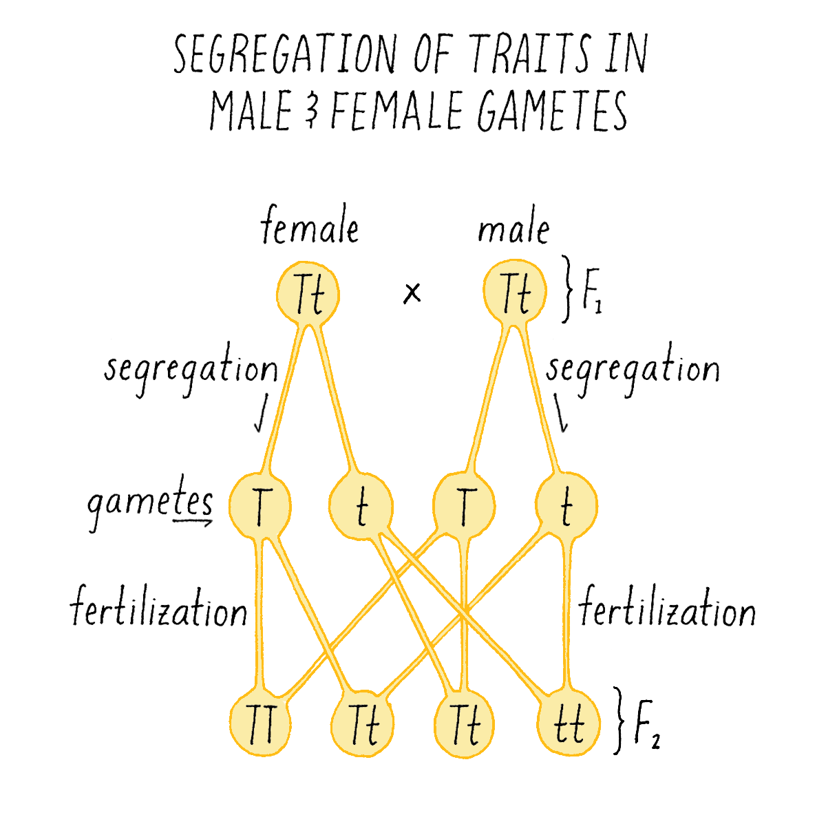 What Are Mendel's Two Rules Of Heredity