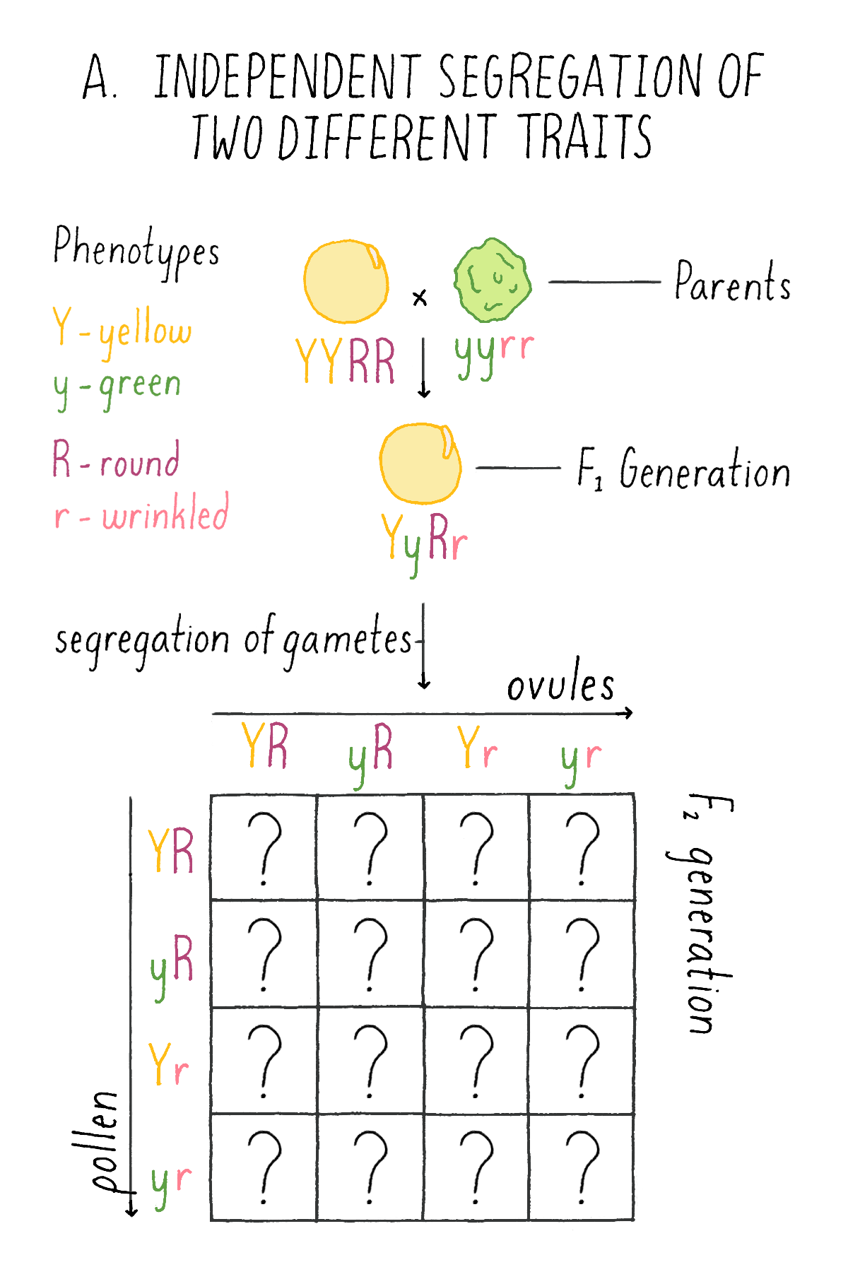 Laws Of Genetic Inheritance By Shirley Tilghman