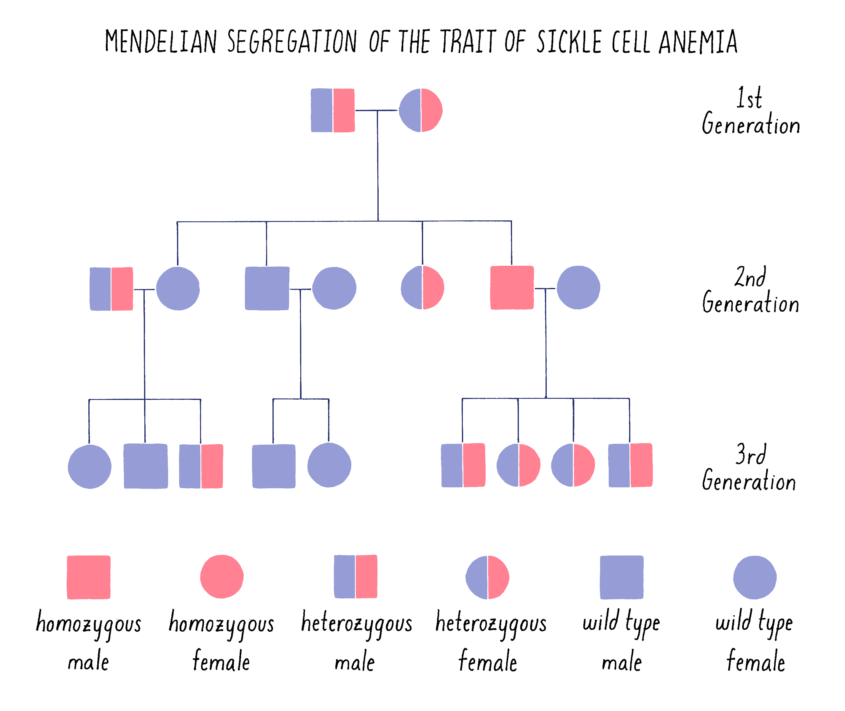 Laws Of Genetic Inheritance By Shirley Tilghman