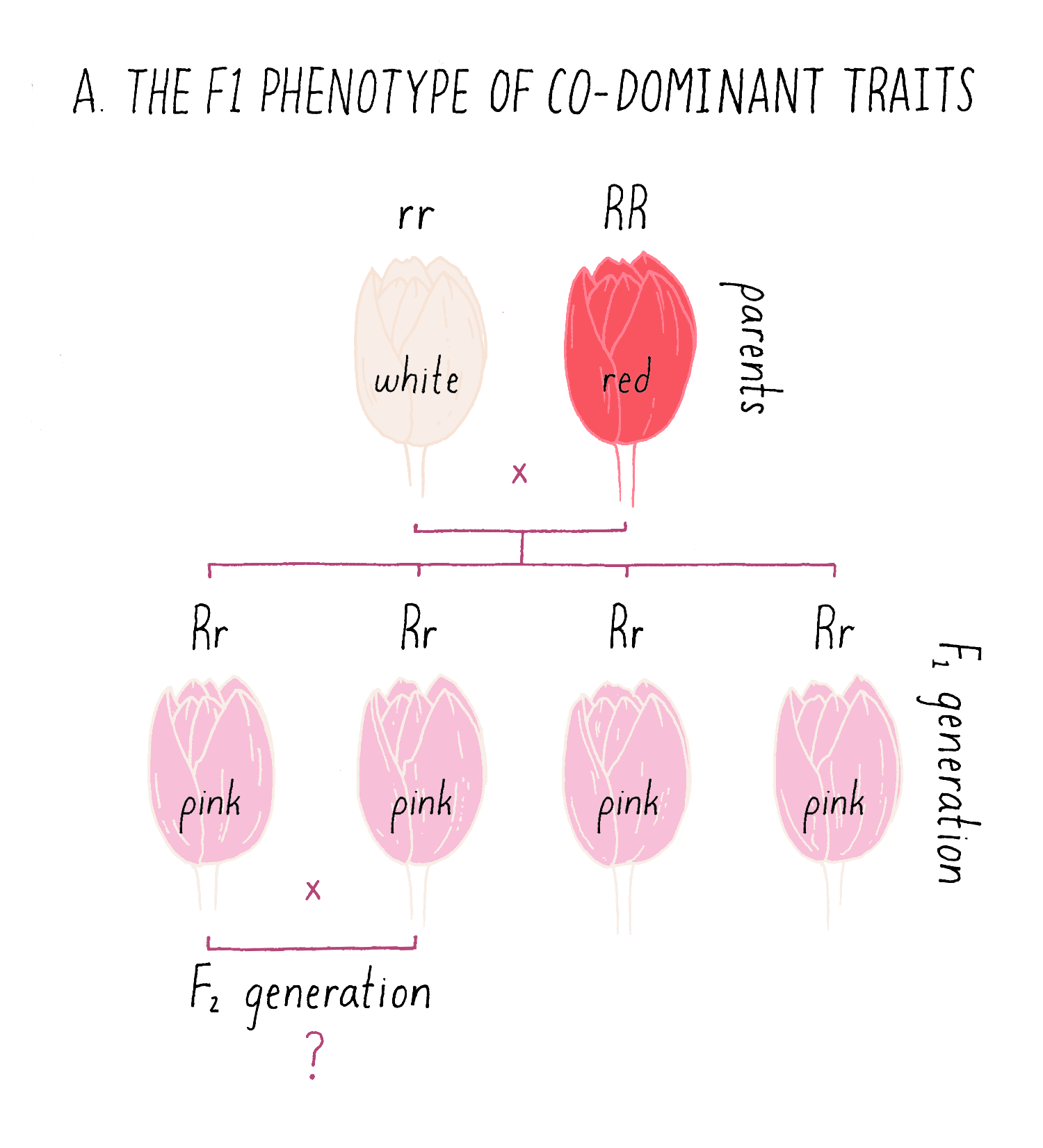 Laws Of Genetic Inheritance By Shirley Tilghman