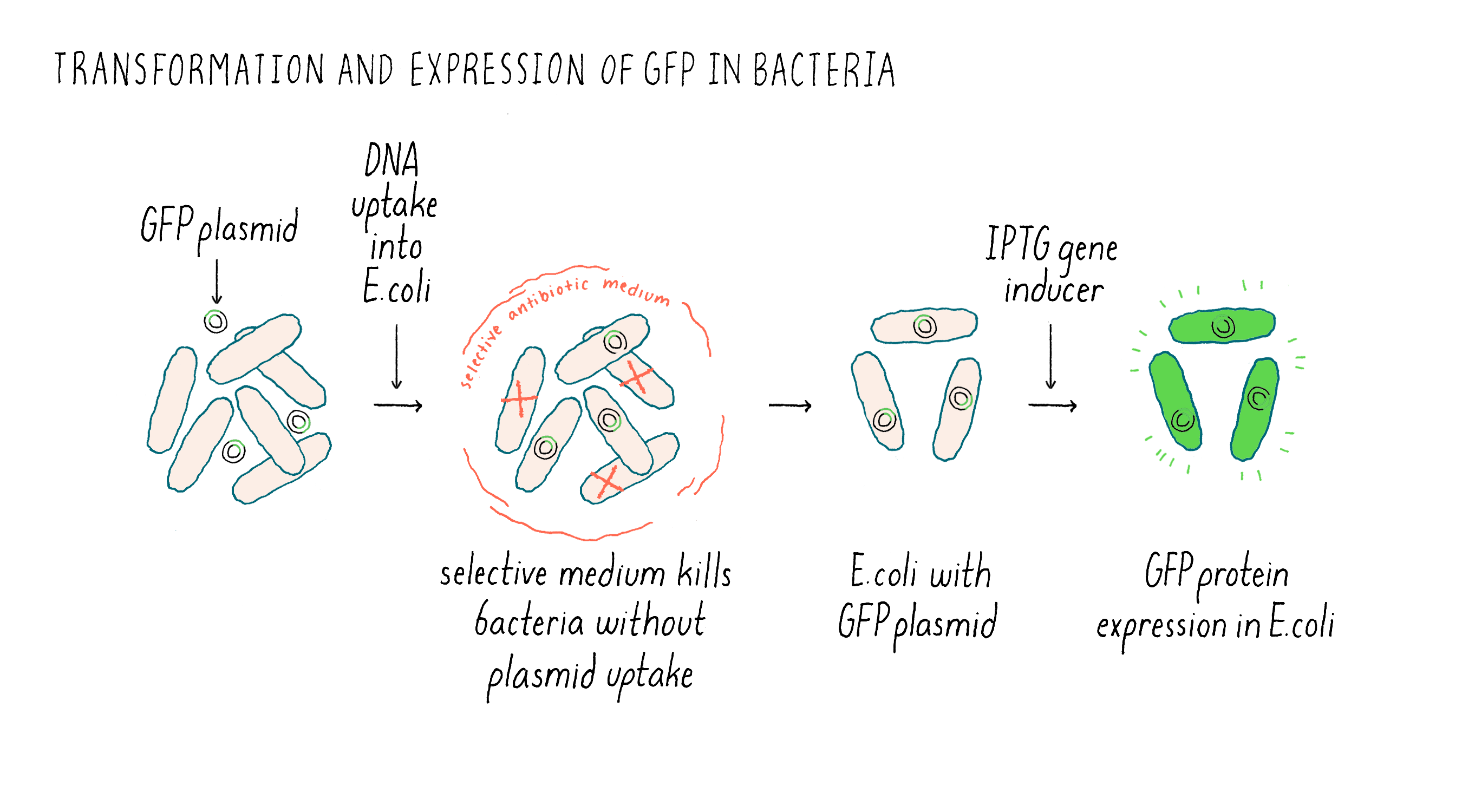 Lighting up Biology | Expression of GFP | Chalfie & Euskirchen