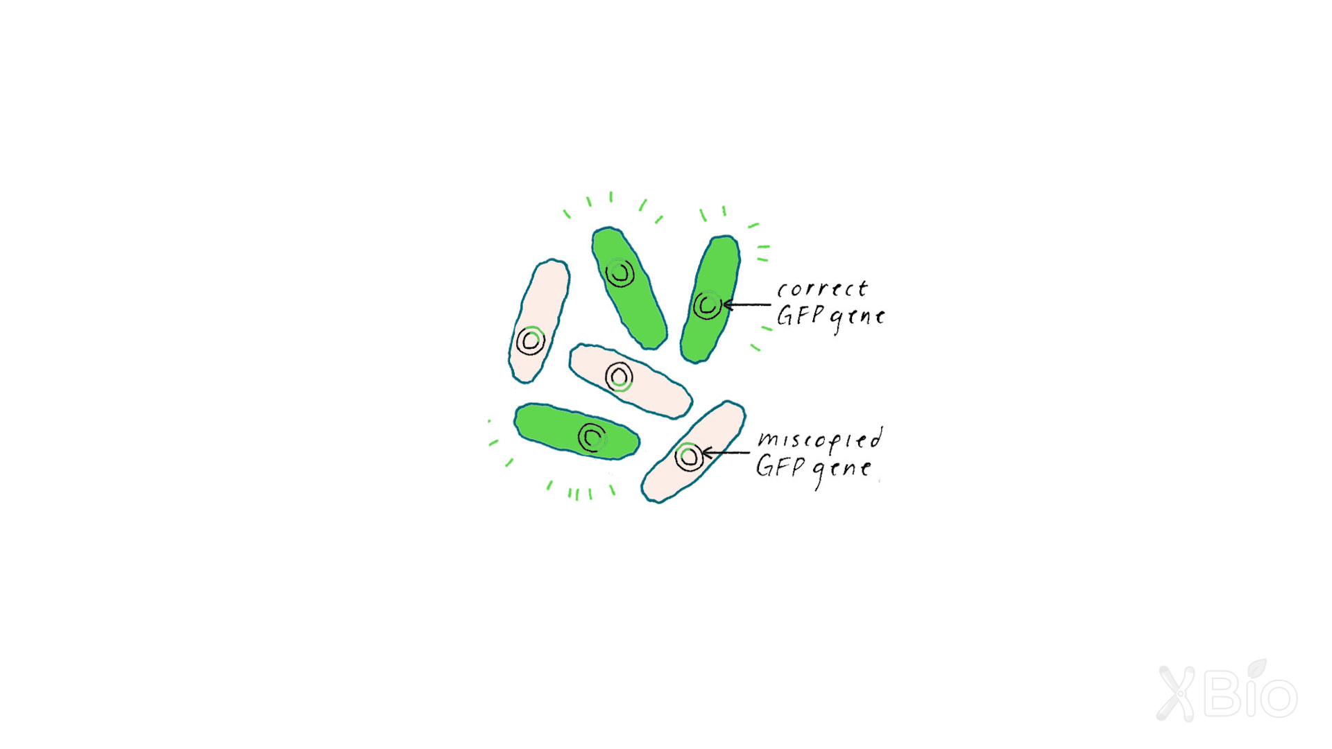 Lighting up Biology | Expression of GFP | Chalfie & Euskirchen