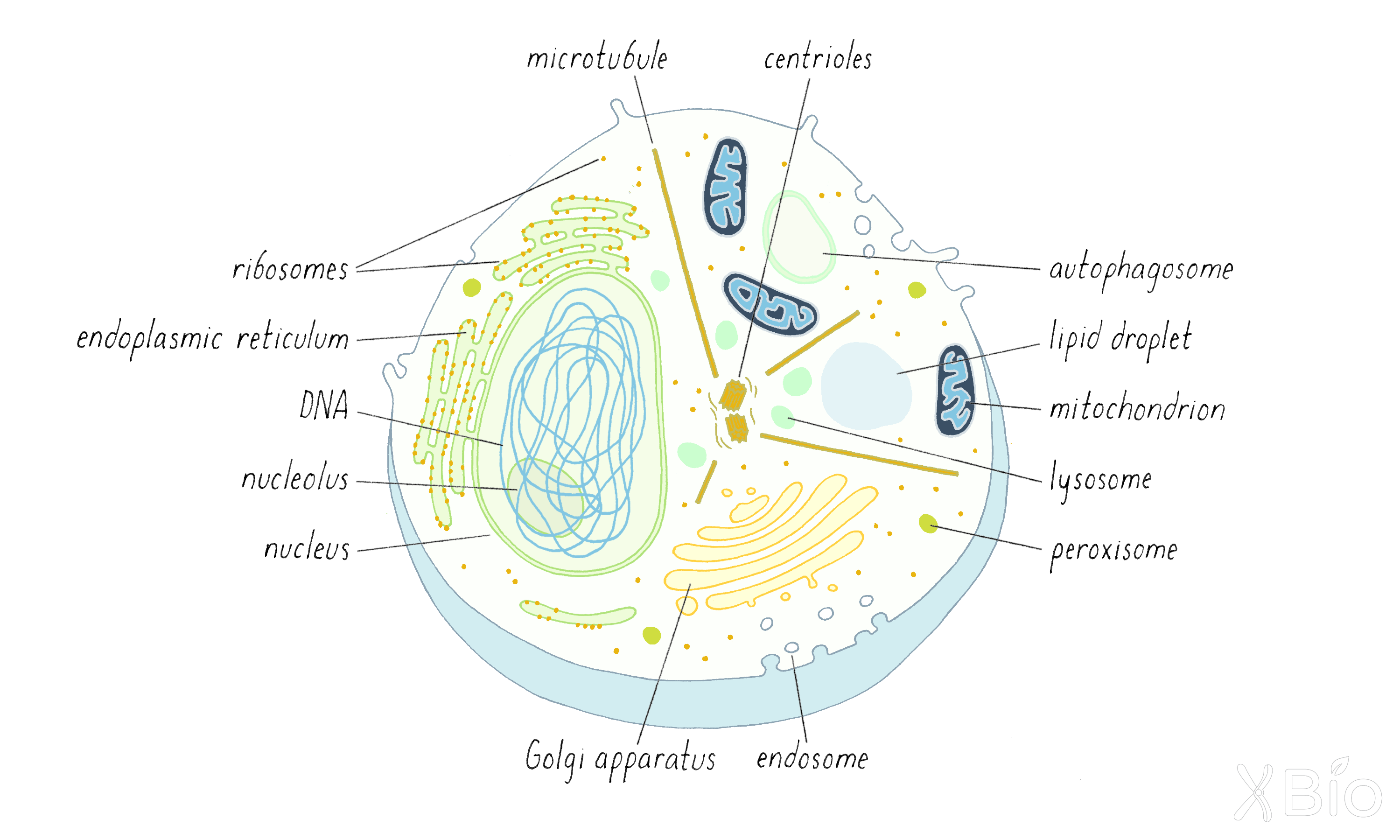 Membrane Organelles by Jennifer LippincottSchwartz