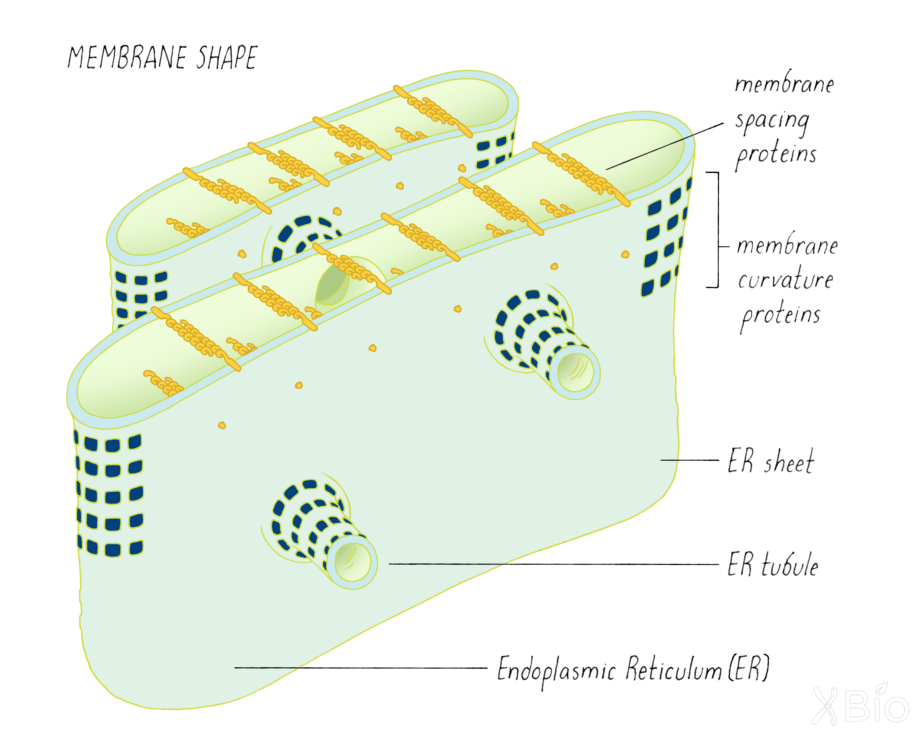 Membrane Organelles  by Jennifer Lippincott-Schwartz