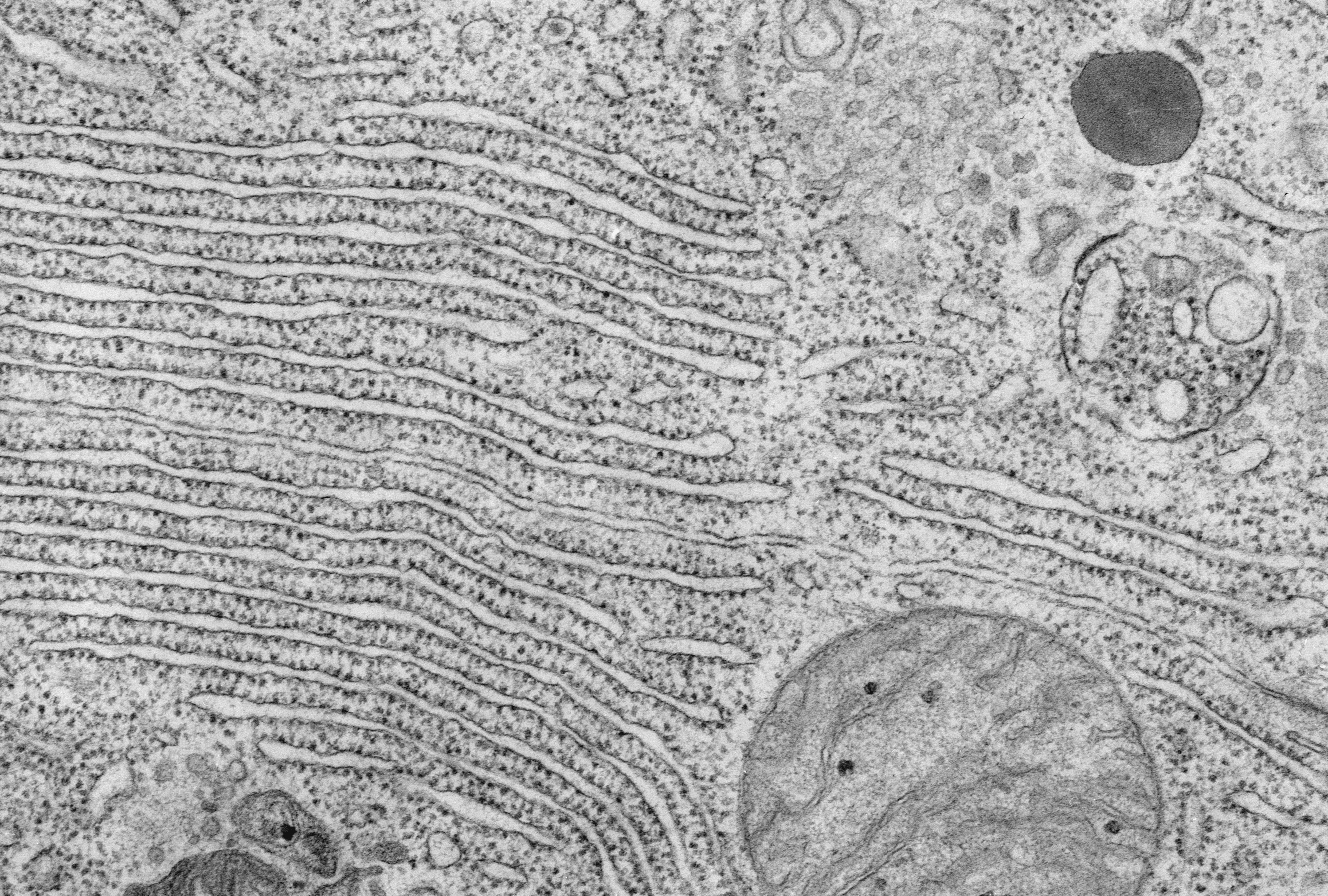 Какова функция органоида электронная микрофотография которого представлена на рисунке