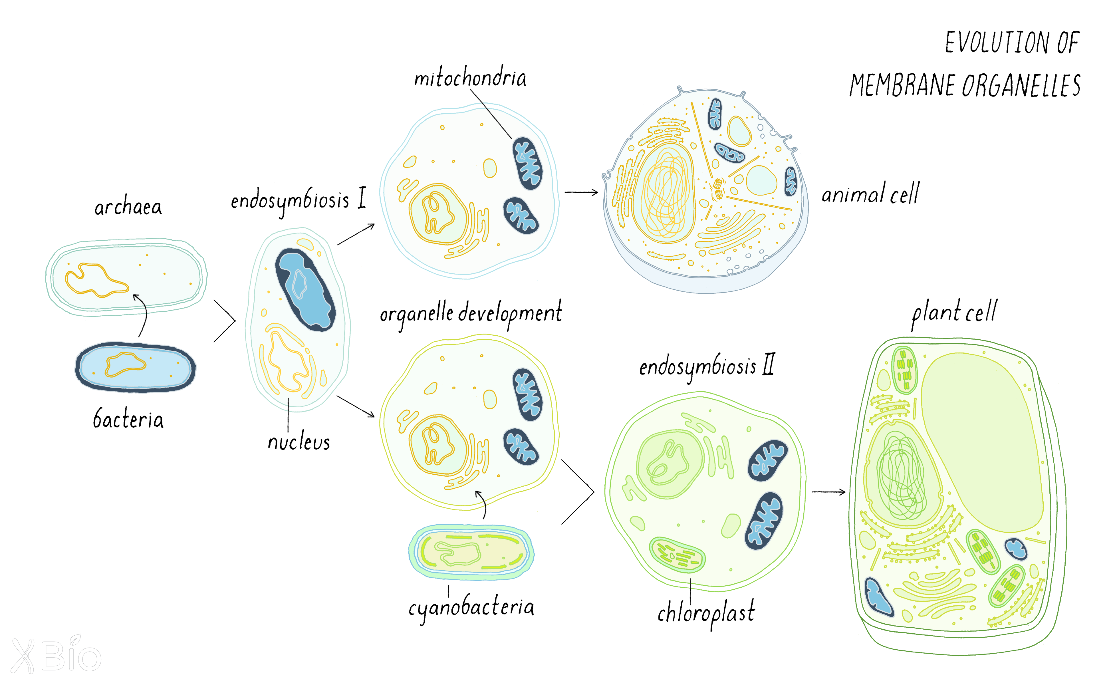 evolution of organelles