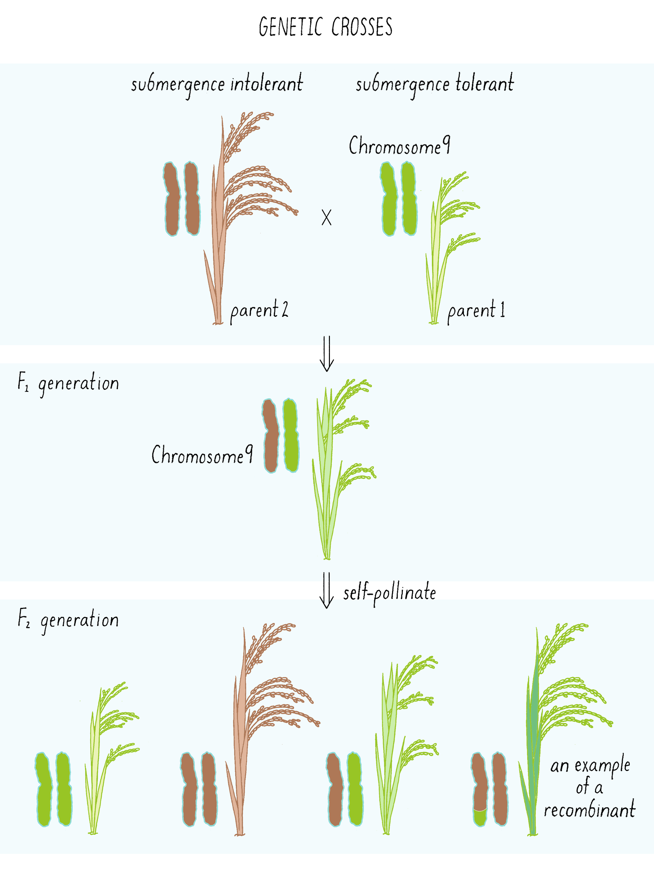 Genetic Mutations In Plants